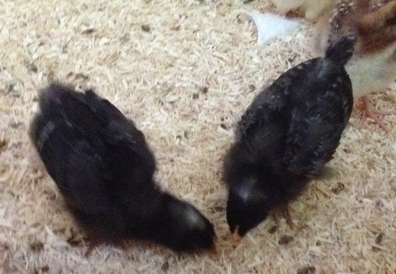 My Barred Plymouth Rocks ( Matilda and Ruth Wren Cluckington). My nieces named Ruth