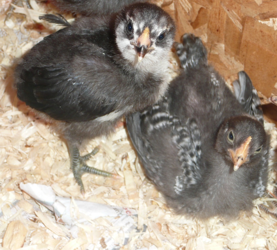 My Barred Rock and Americauna