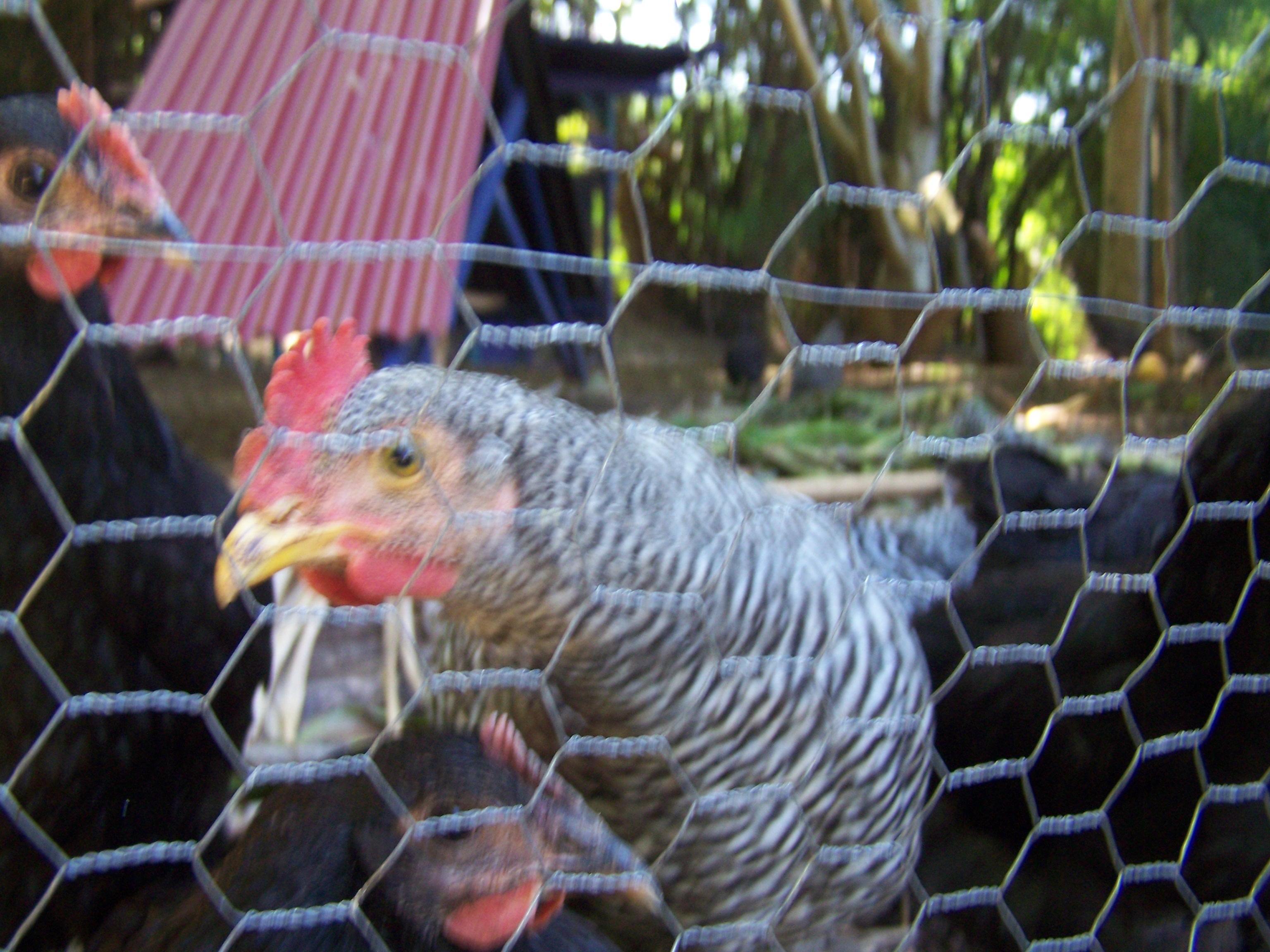 My Barred Rock and Australorp Cockerels trying to be the first to get whatever they can.

The Barred Rocks are 9 wks old and the Australorps 8wks