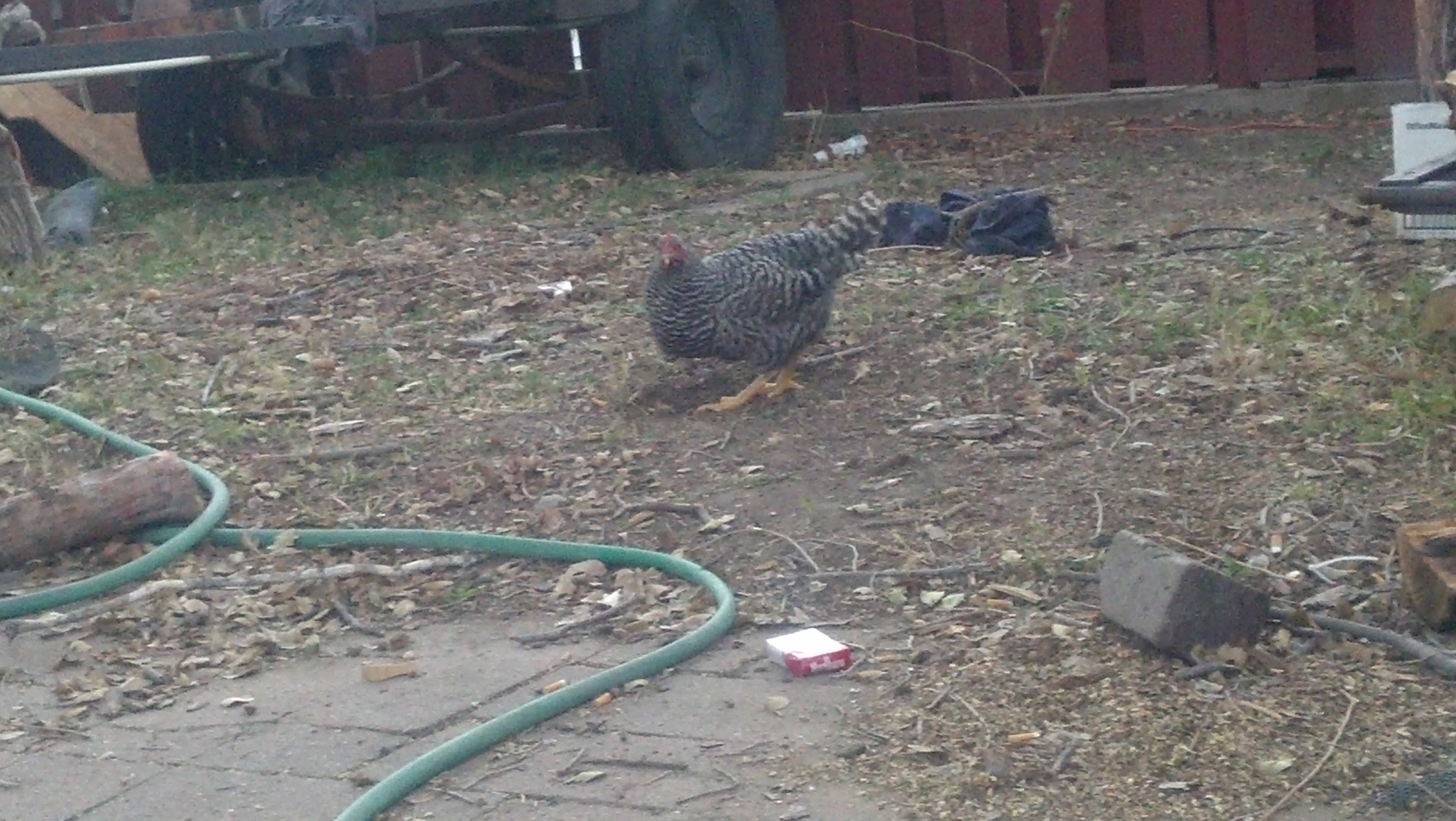 My barred rock hen who my wife decided to name oreo