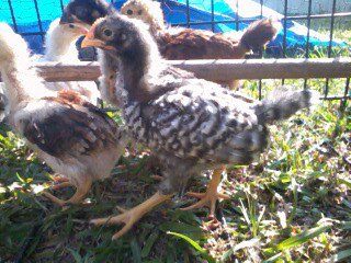 My barred rock? I believe this one is a rooster? Based on what I have read on the site so far.