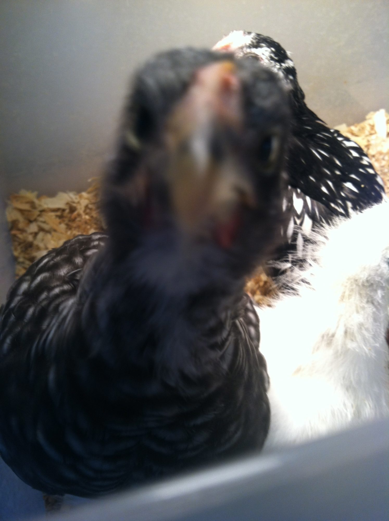 My barred rock (i think) Chick on Easter :3