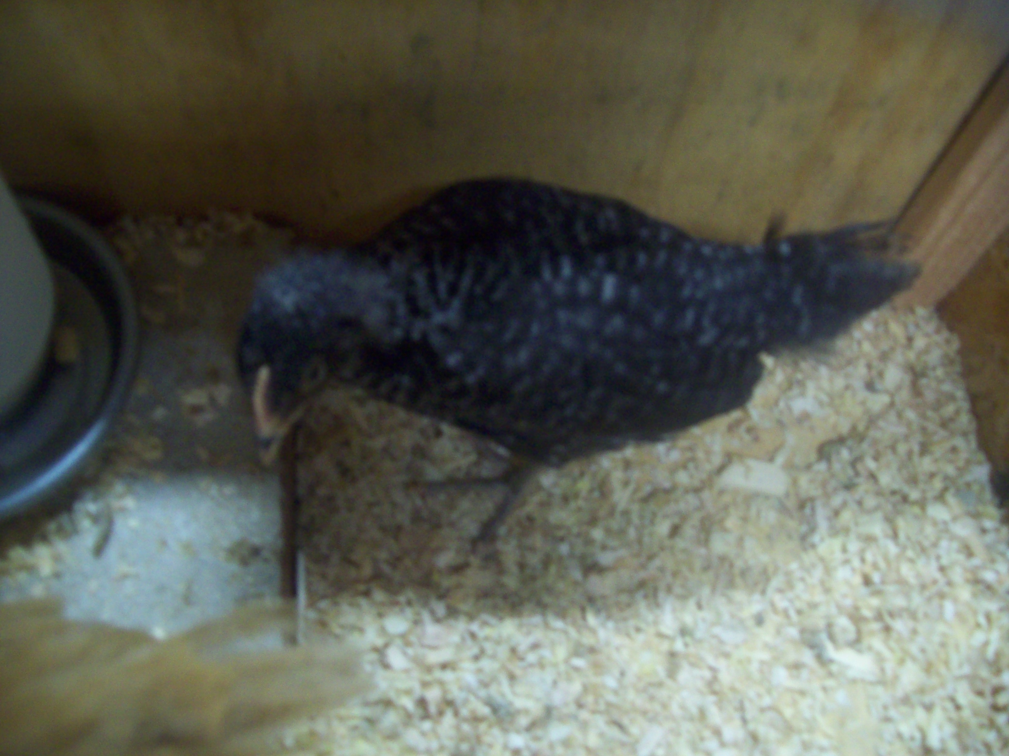 My Barred Rock Pullet, Lady Lacey, in the cage with a heat lamp that we put them in until they turned 6 weeks.