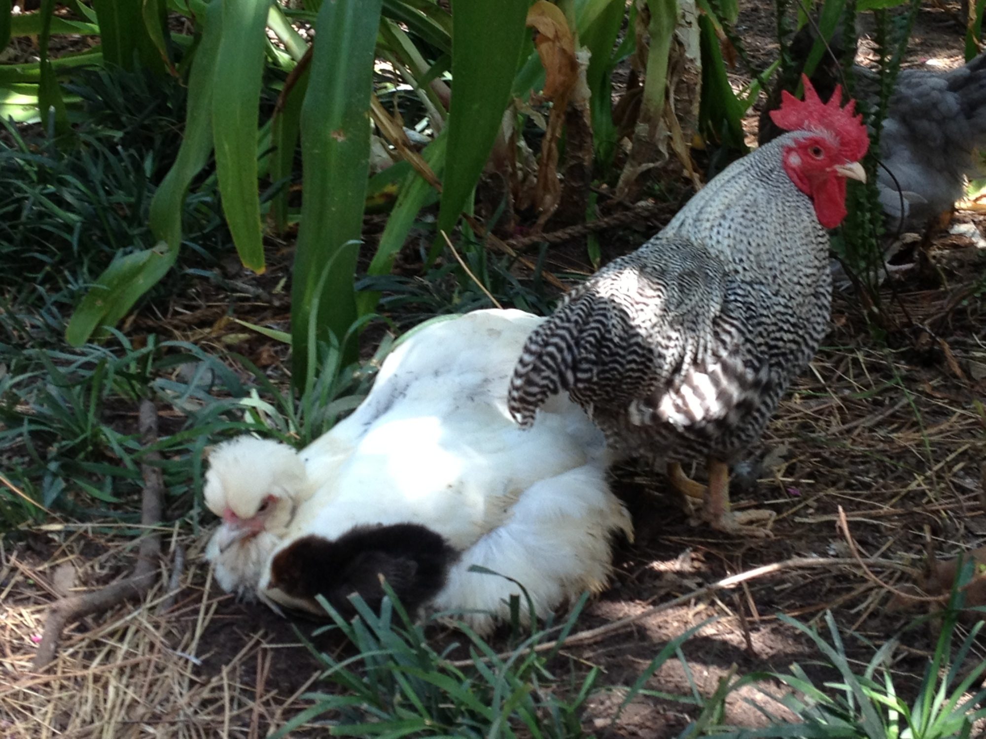 my barred-rock rooster Squeaky
and my silkie/coachen hen Rosie with her baby