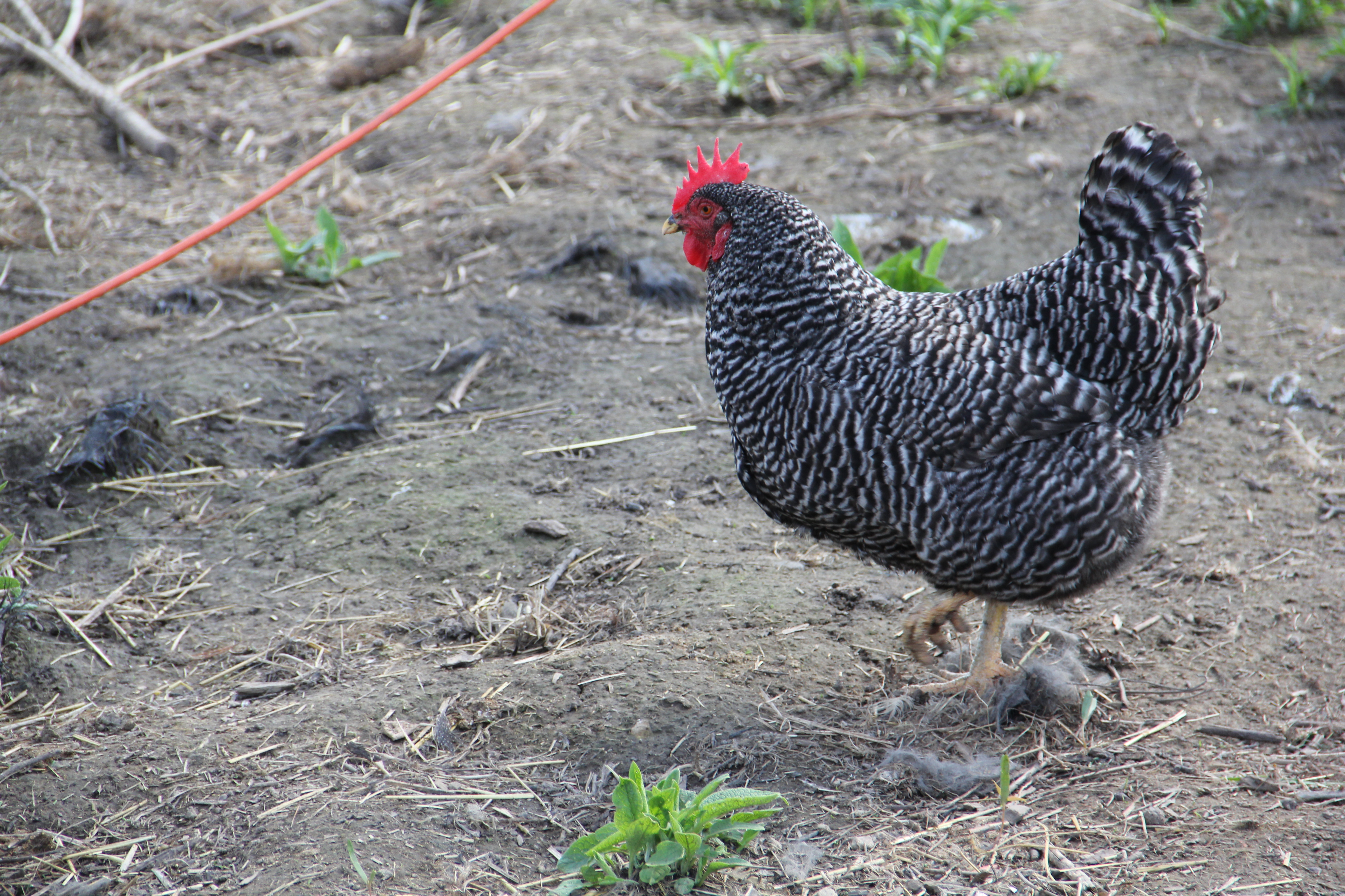 My Barred Rock... run, chicken, run!