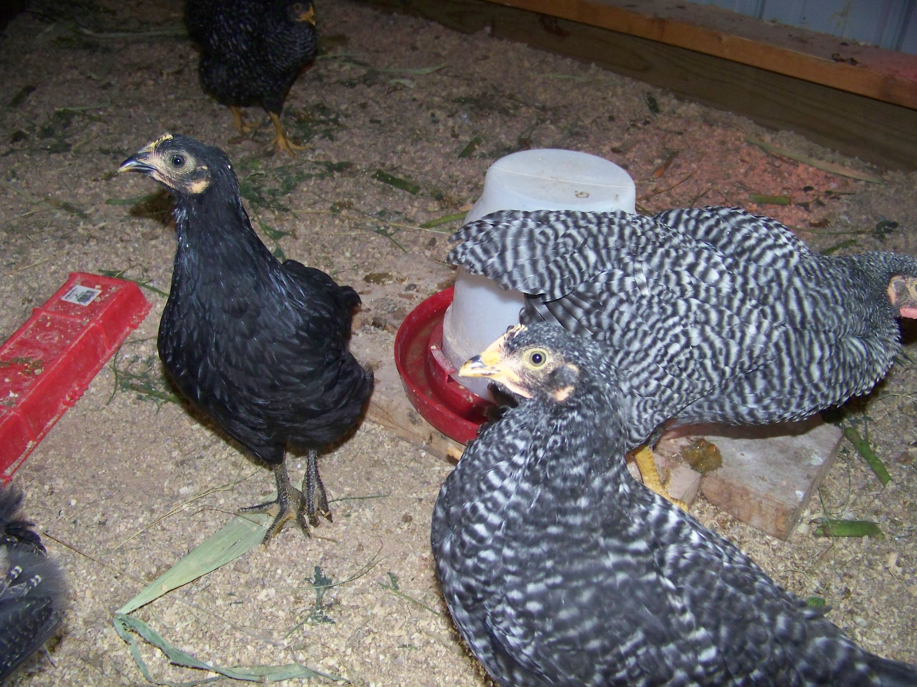 My Barred Rocks all "four" of them. My little black one is no longer a barred rock :)