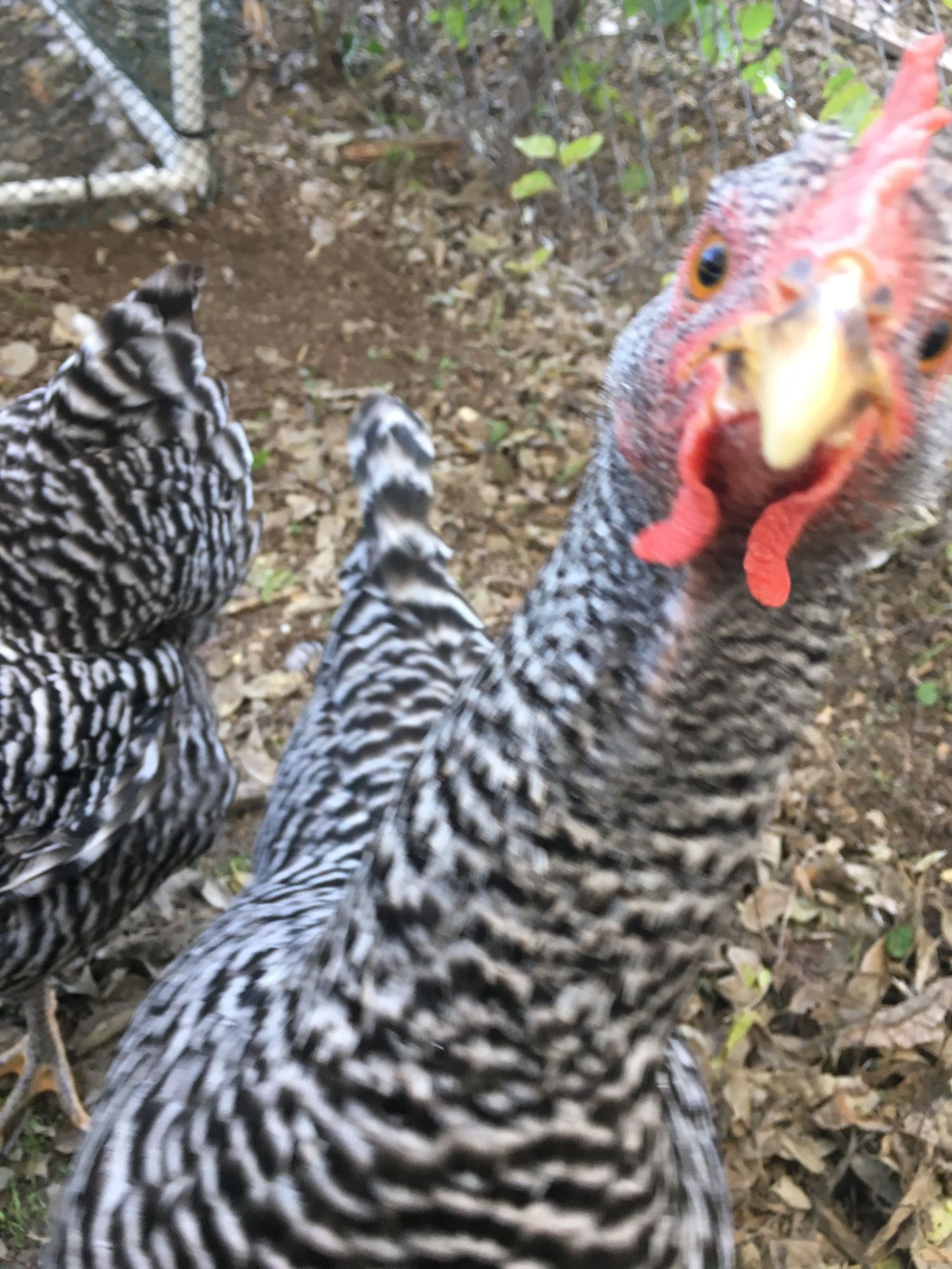 My Barred Rocks almost ready to lay
