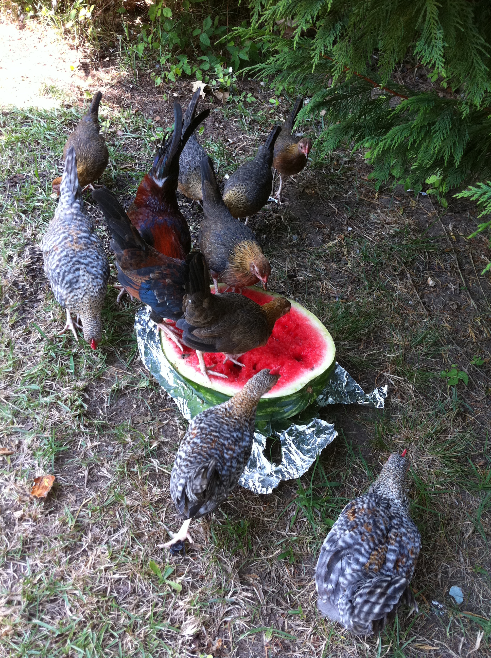 My BBR and Crele's eating Watermellon