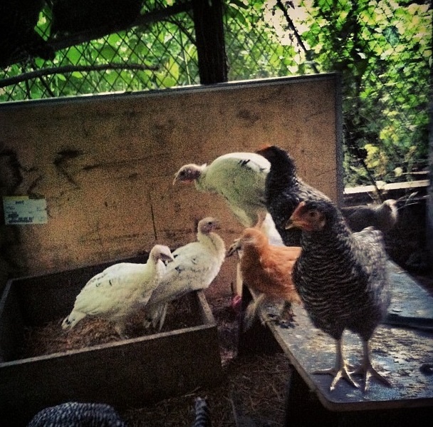 My Bearded Mille fleur as a pullet.