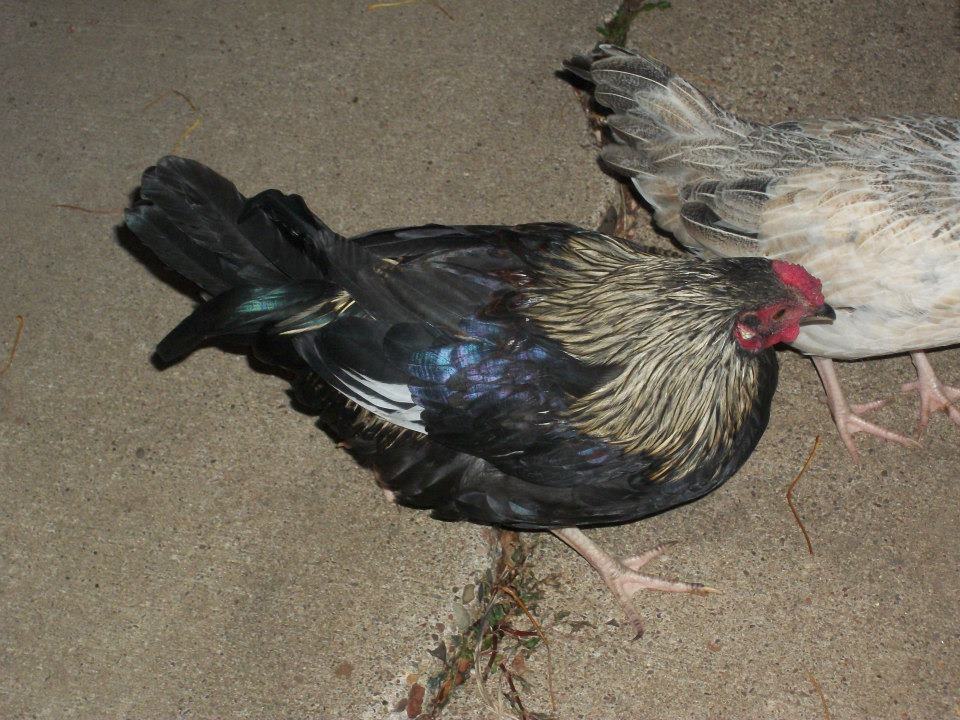 my beautiful bantam rooster
Peck
