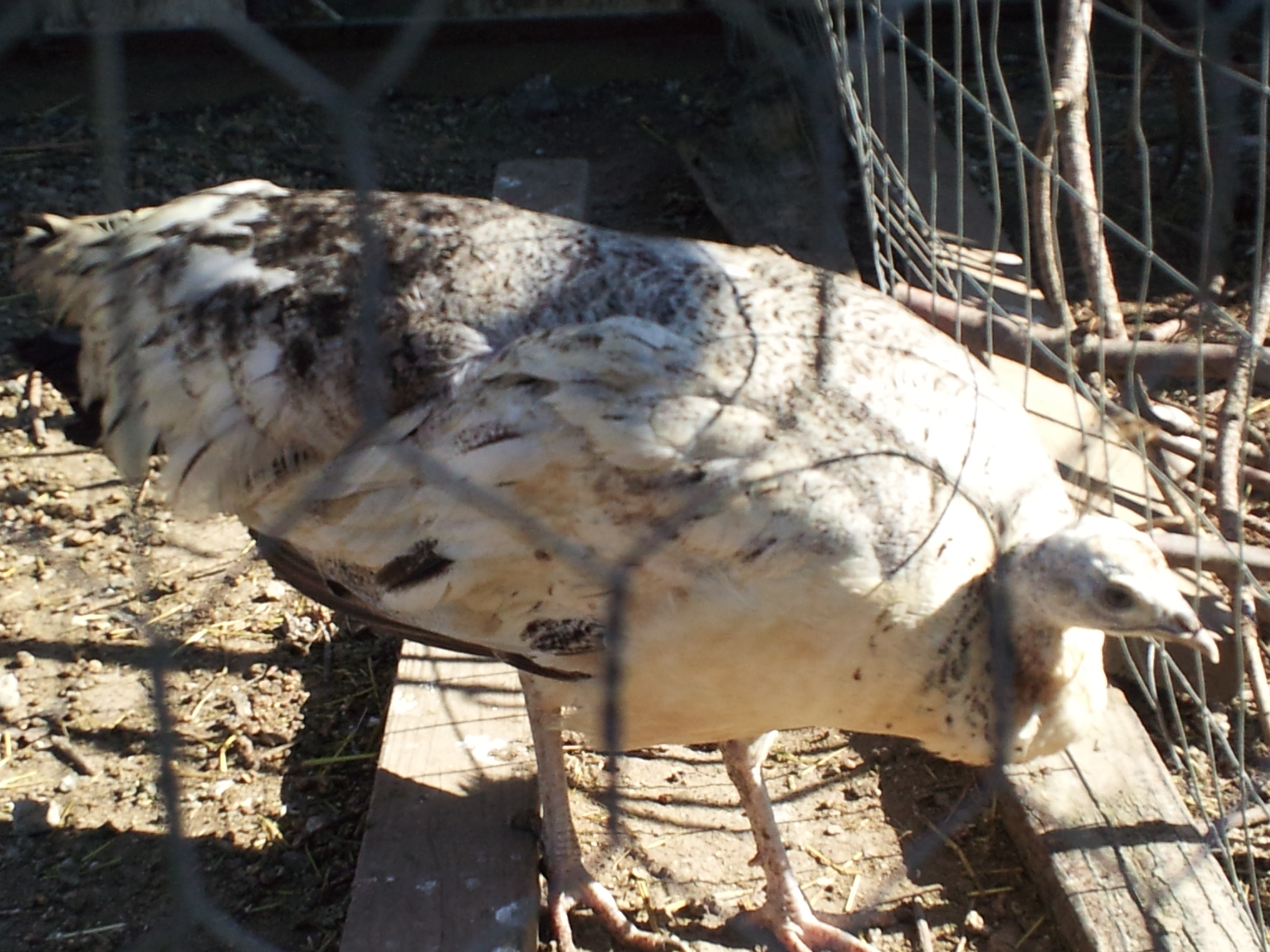 My beautiful black shoulder pied hen, unforntunately she is not setting so I think I may need to incubate..