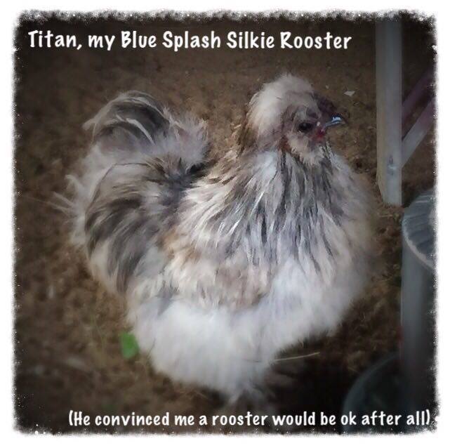My beautiful Blue Splash Silkie Rooster that I can't seem to pick a name for (it's changed 3 times in 2 weeks). I had NO intention of getting a rooster when starting my flock, but no way I could turn him down (plus love his fluffy feet). Friendliest and most laid back boy I've ever had, which is good because the spurs on him are a good 4 inches long and could take out a Velociraptor.