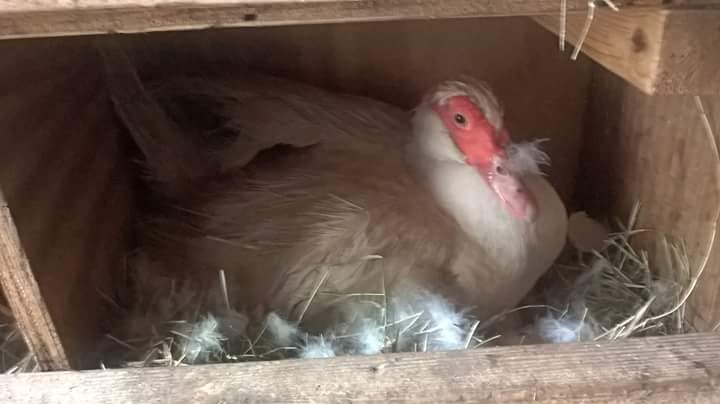 My beautiful girl Marilyn nesting!
