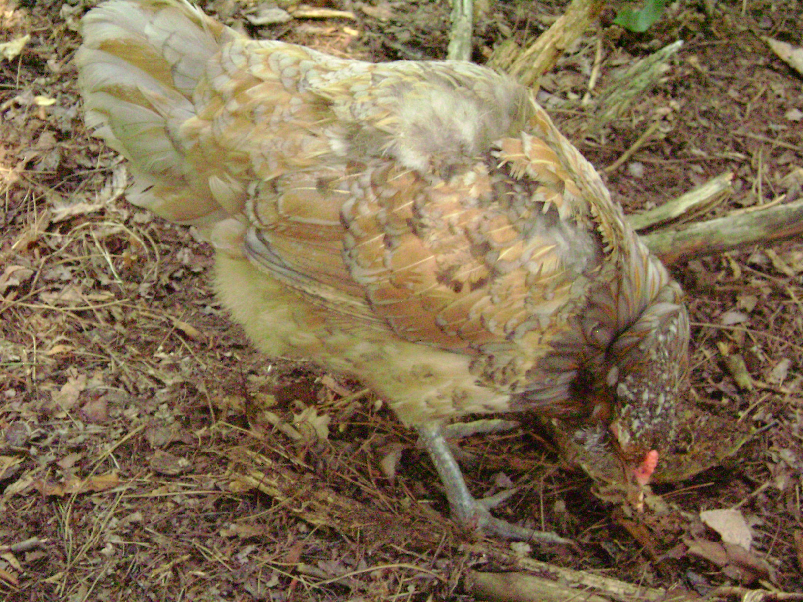 My beautiful lap hen cocoa, a beautiful spirit that is missed daily. Though she was tiny she was full of spirit and life, and she ruled the roost! As faithful to me as any cat or dog.  Sadly she passed away from heat stroke complications.

Had she survived the complications i was planning to retire her to being an indoor chicken, once they have a heat stroke they can lose the ability to regulate body heat in the winter.