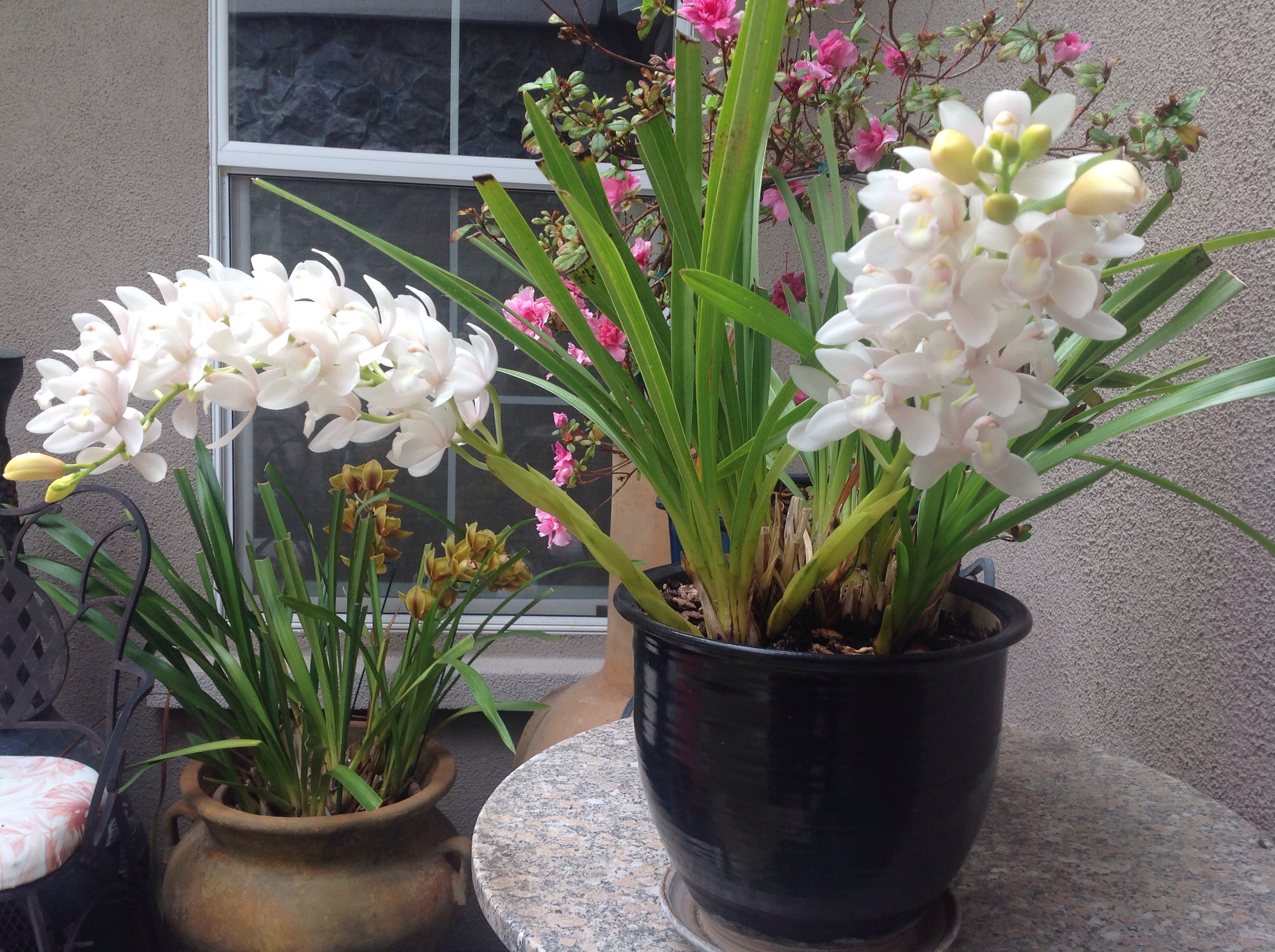 My beautiful orchids