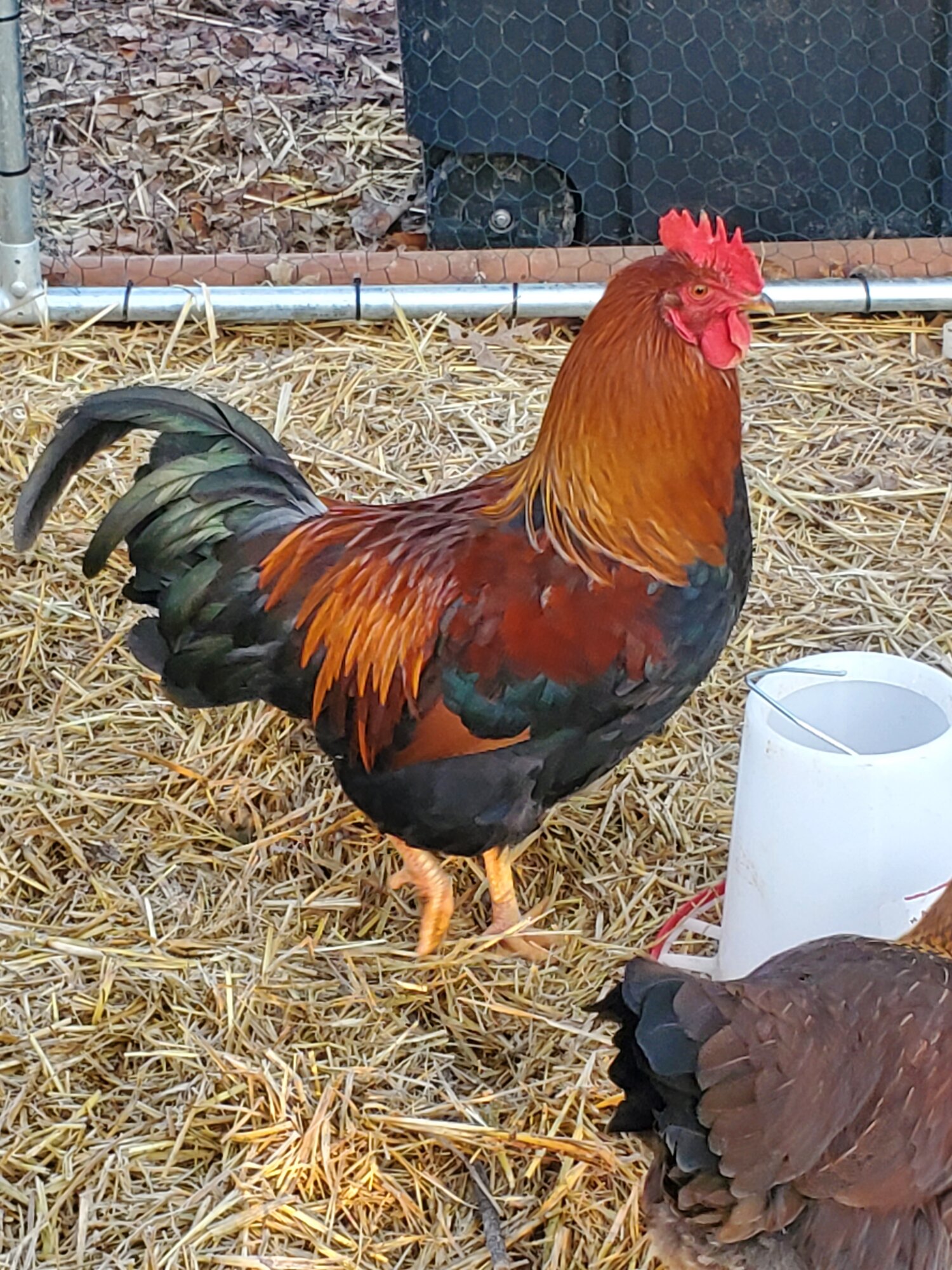 My Beautiful Welsummer Roo!