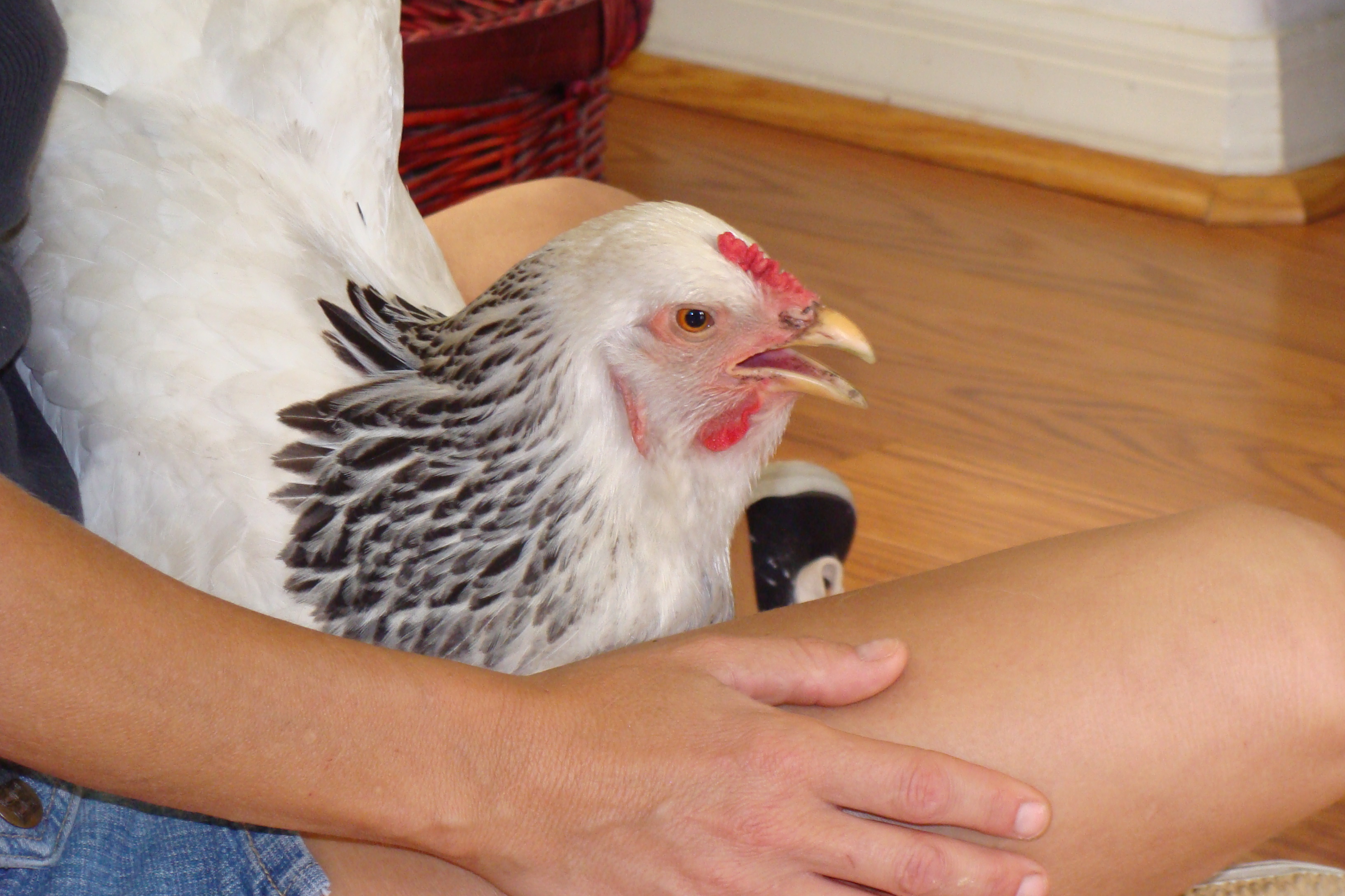 My beloved Tweak loved sitting in my lap