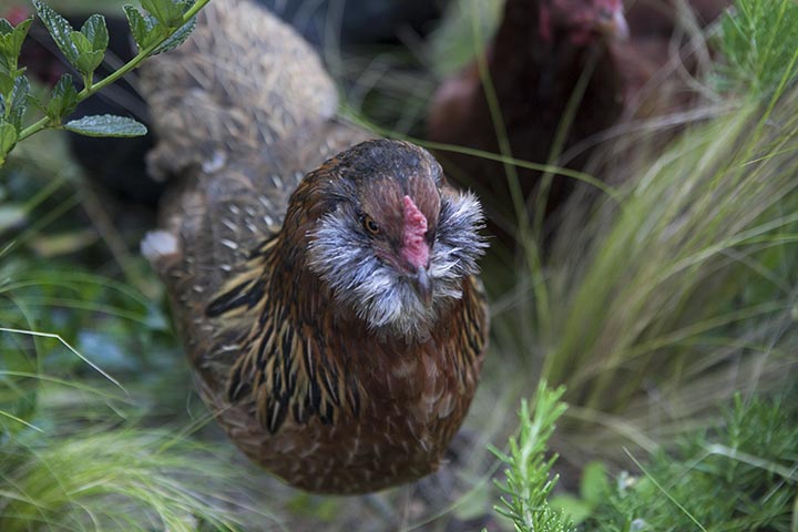 My best Chicken!!