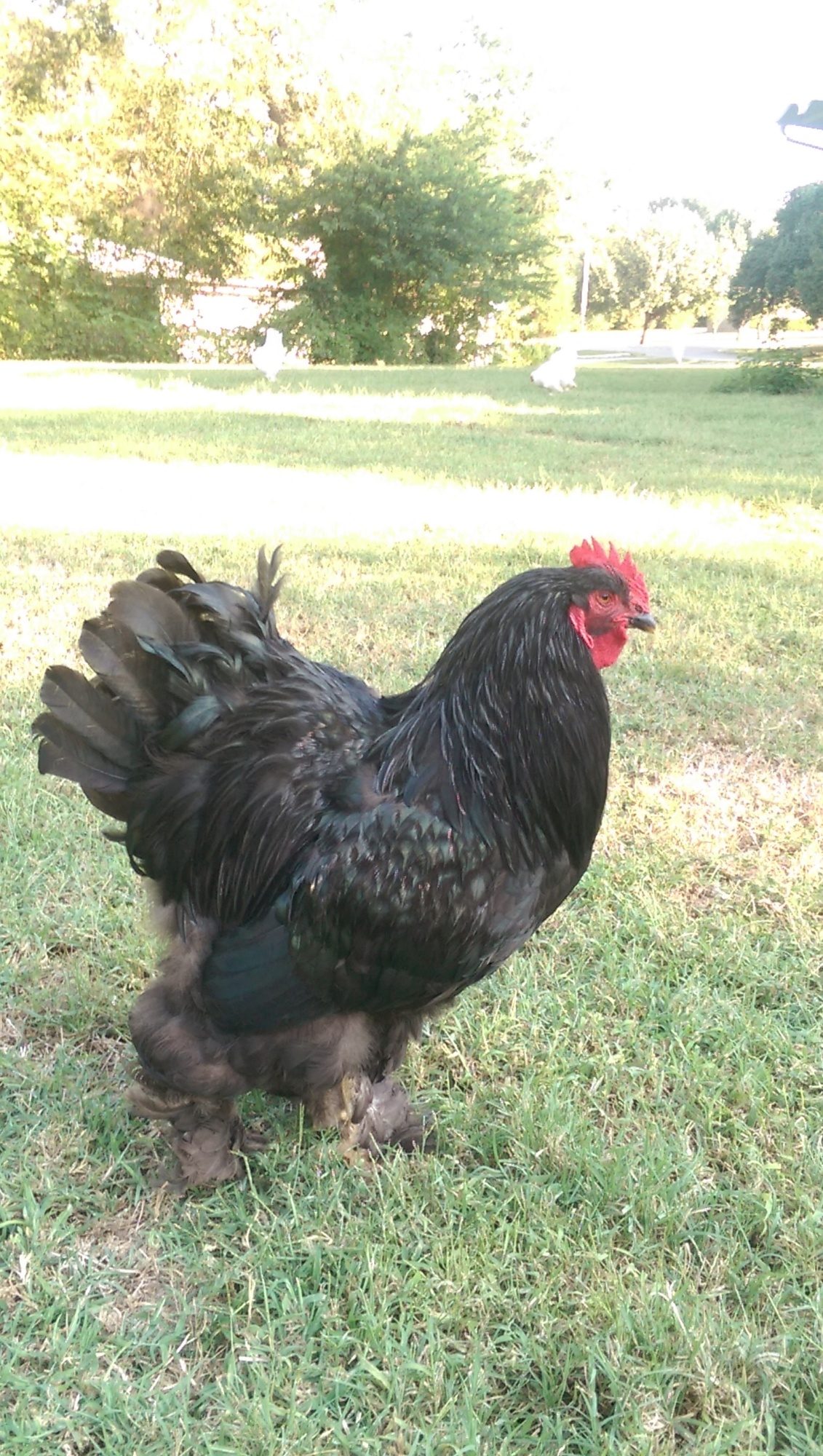 My best rooster Big Black