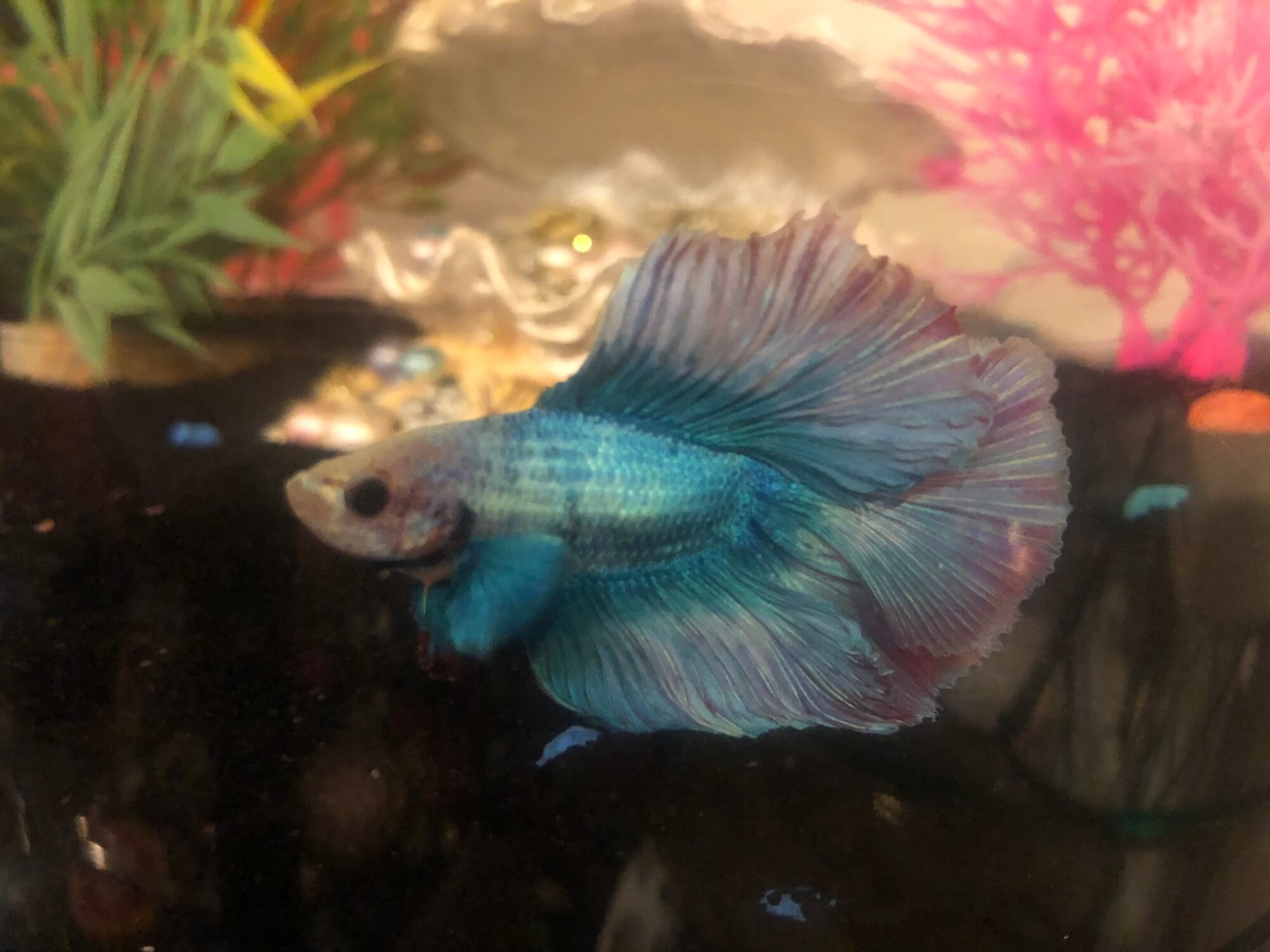 My Betta, Titan!