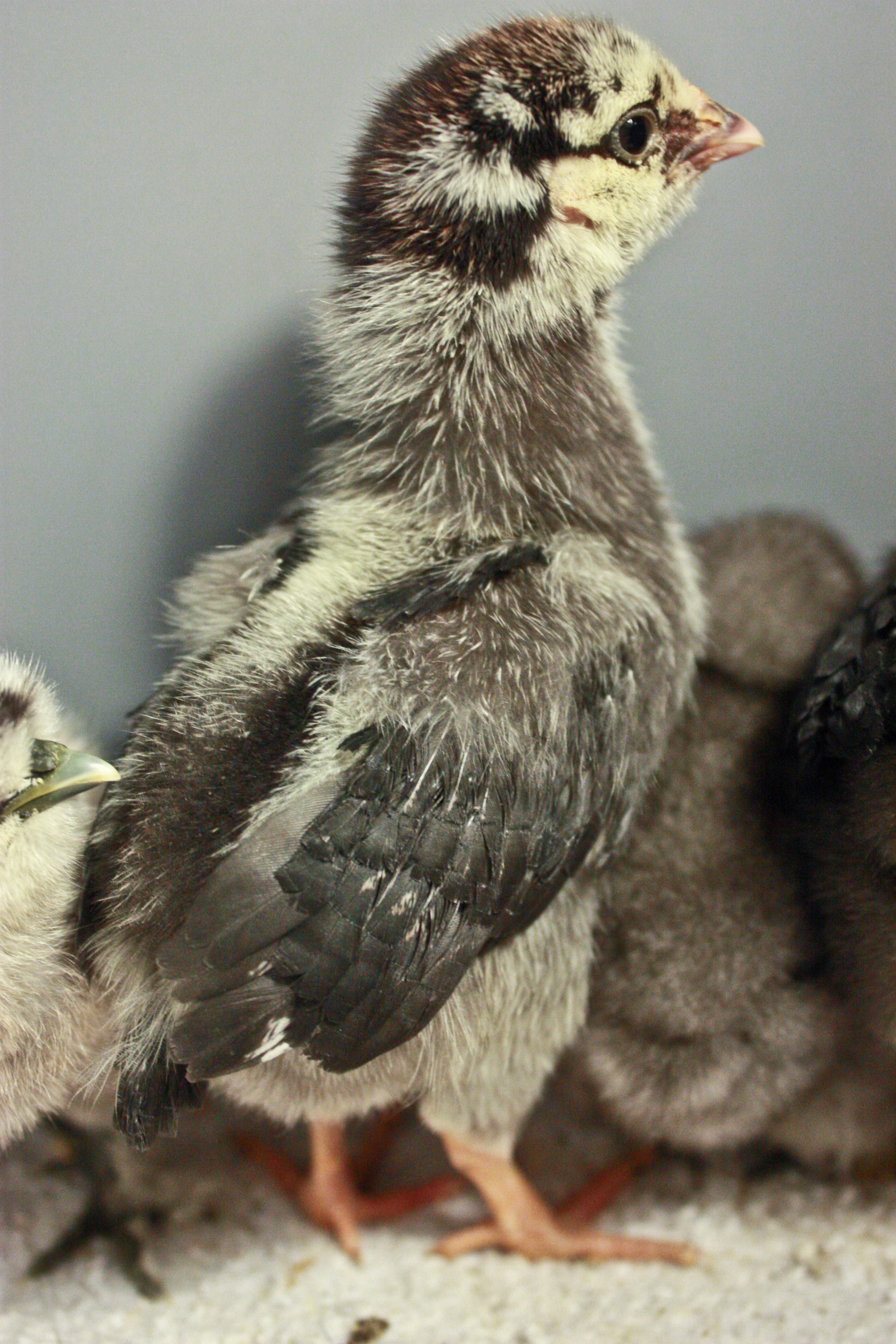 My bf's silver laced wyandotte a little bigger, still no name lol