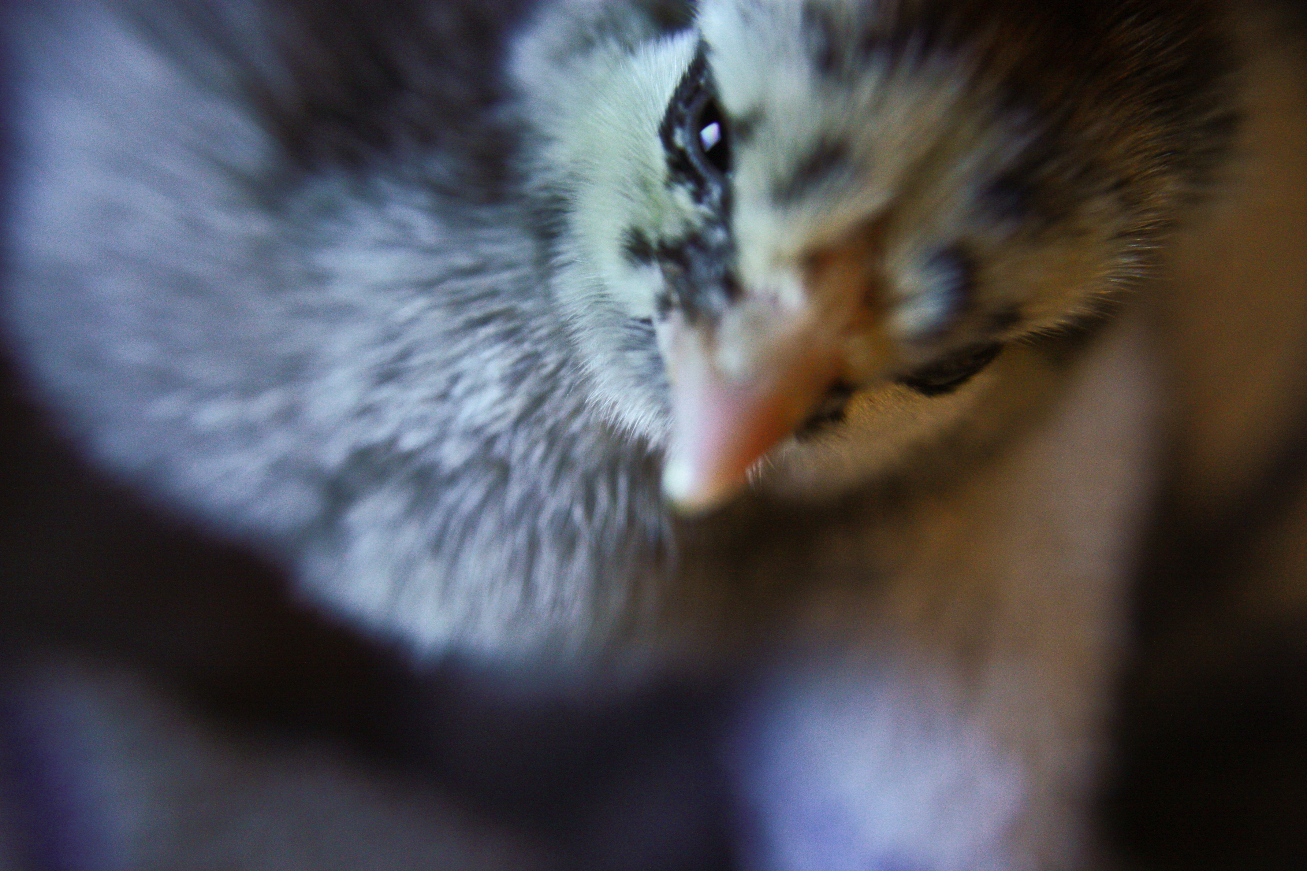 My bf's silver laced wyandotte