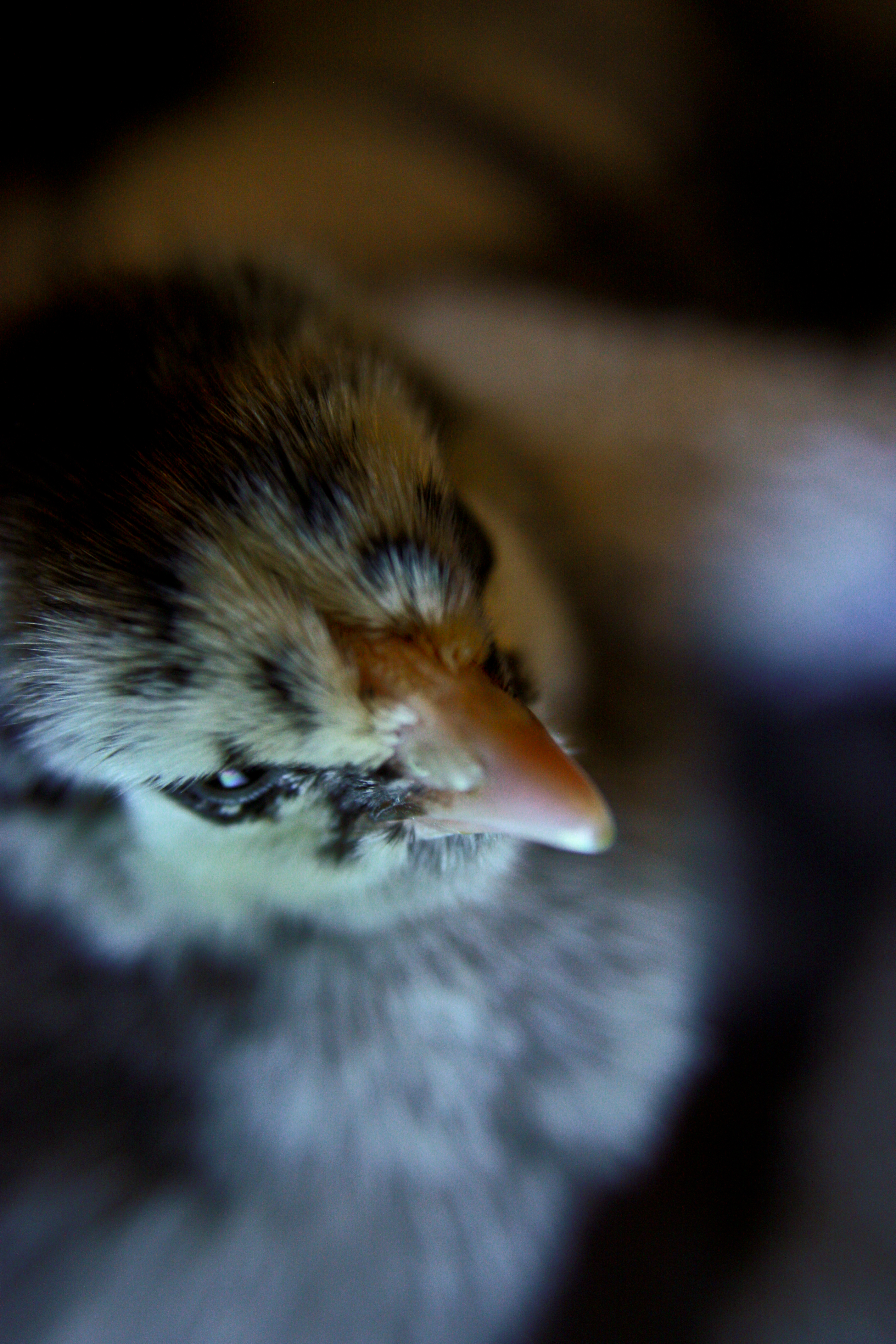 My bf's silver laced wyandotte