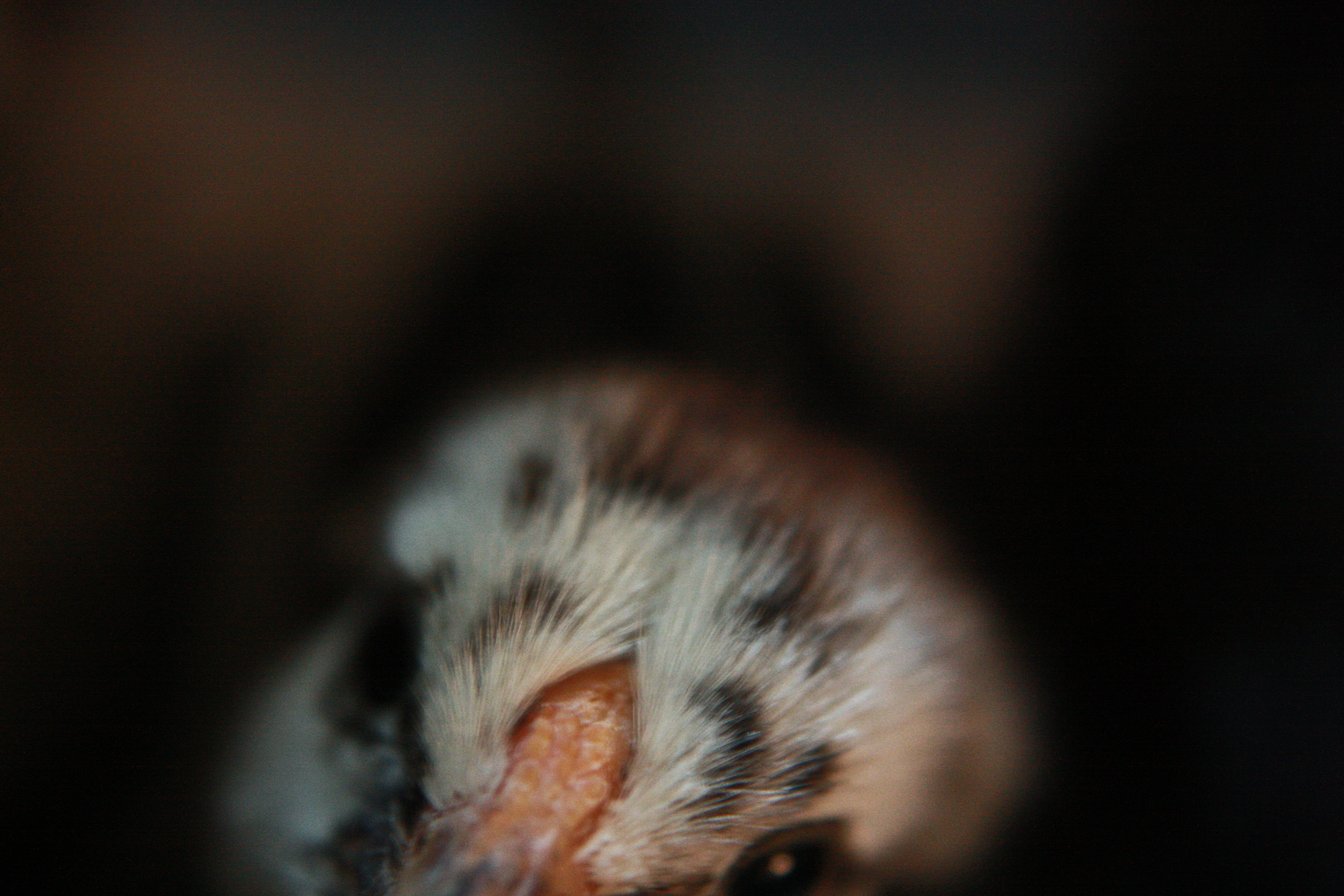 My bf's silver laced wyandotte