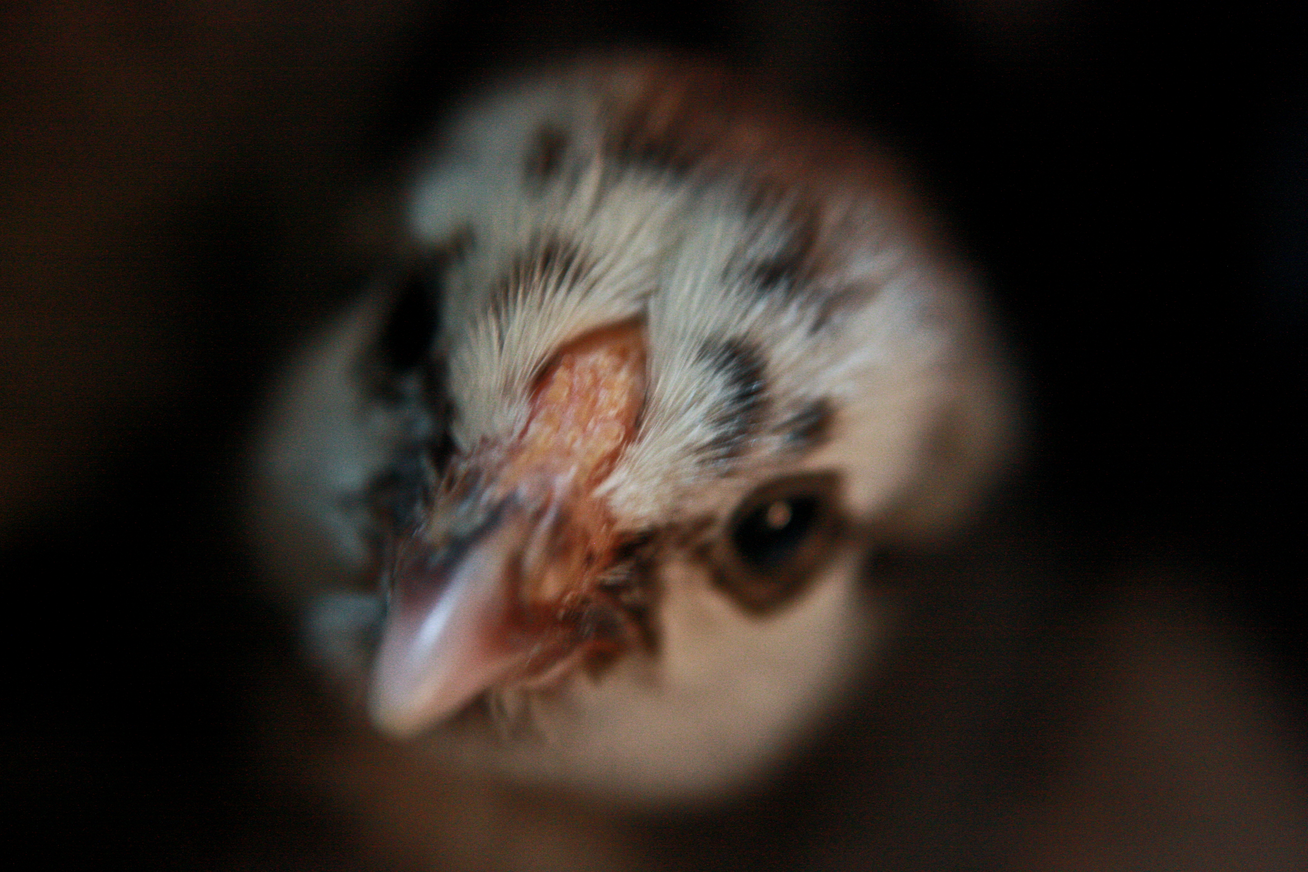 My bf's silver laced wyandotte