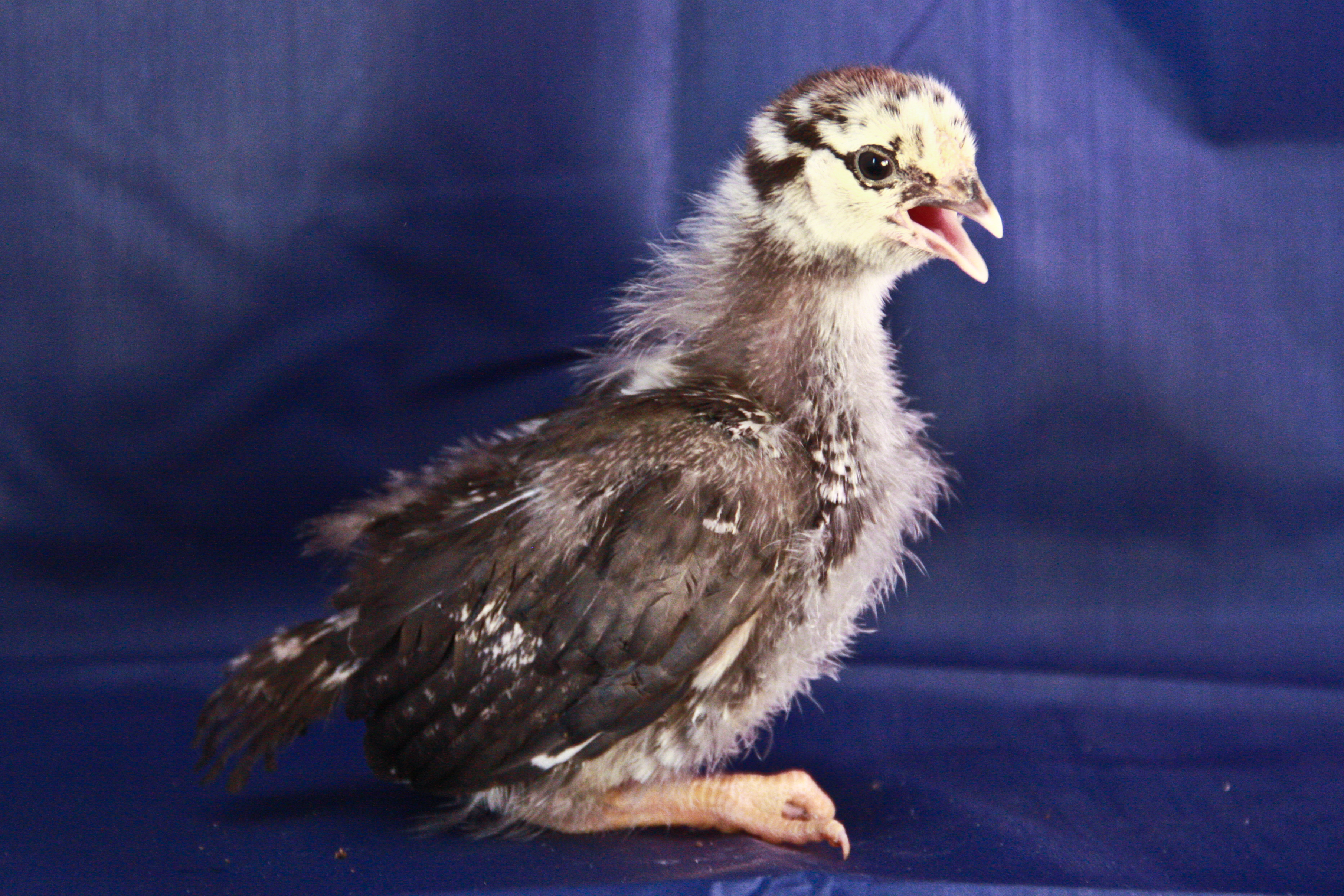 my bf's SLW at 2.5 weeks. still no name yet.