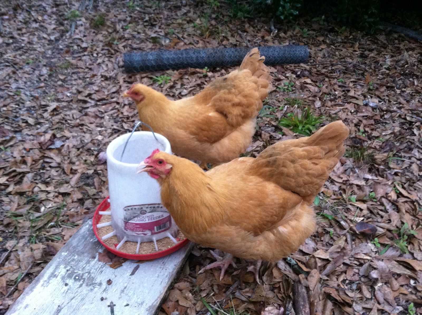 My big beautiful babies enjoying some crumble. Closest is Dorthy, she's slightly bigger, darker in color and has white legs. Rose is behind her, the boss of the two, with yellow legs and smaller comb.