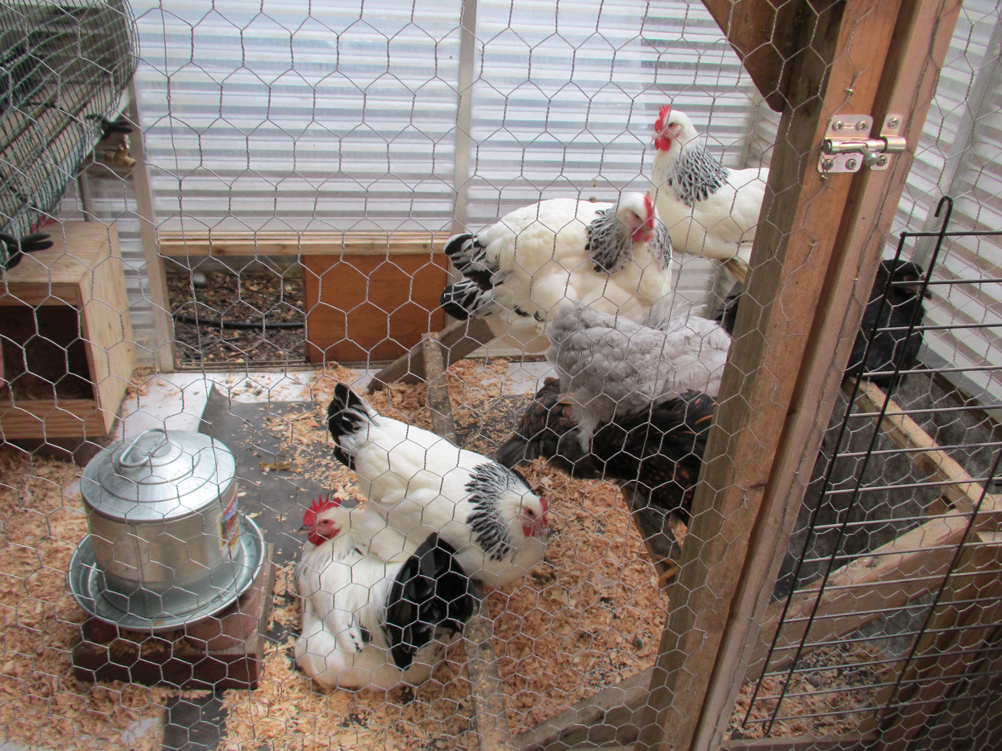 my big birds