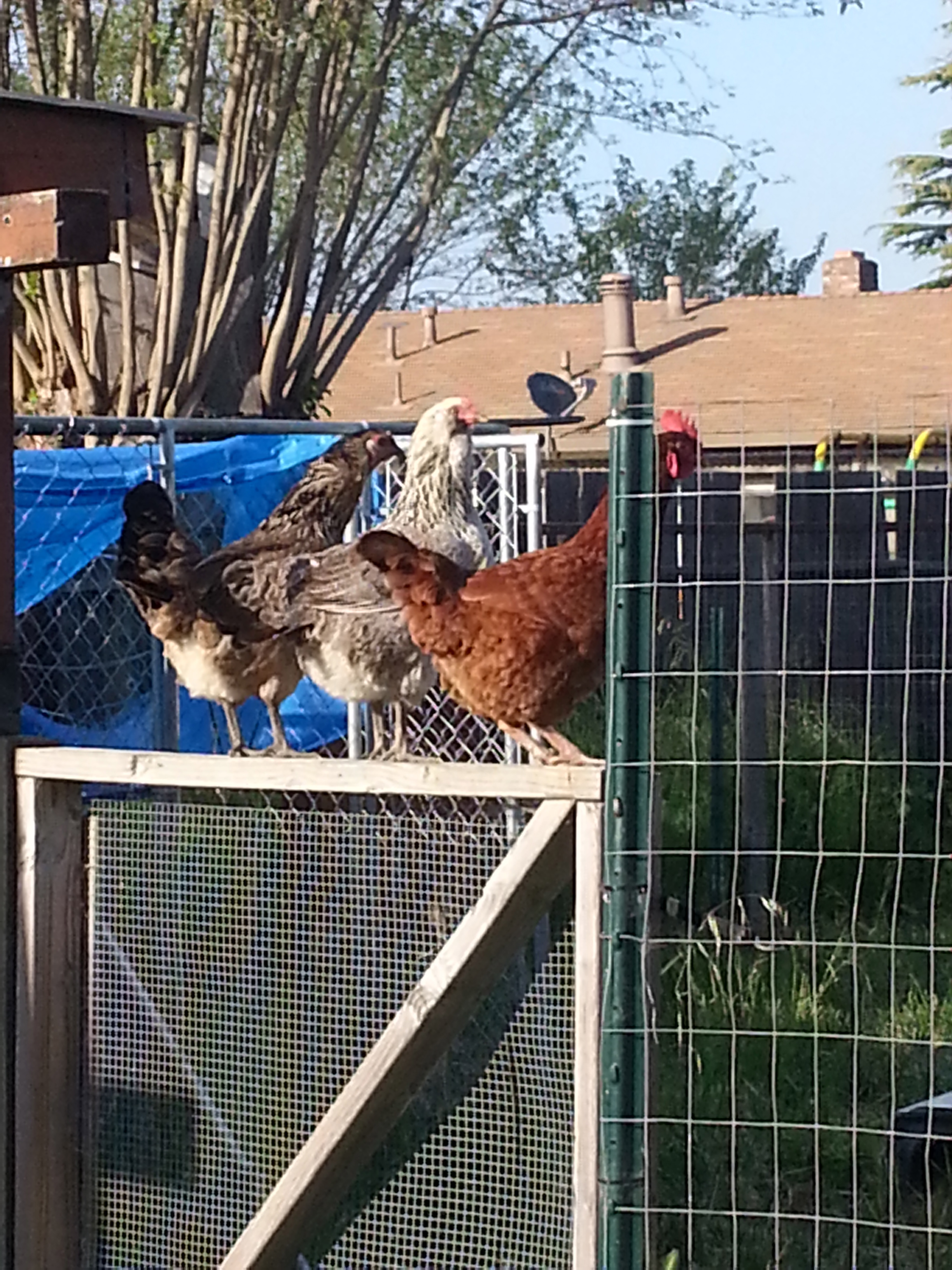 My big girls, Red is Emily, then Chubby the Americana (she had chubby cheeks as a chick) and then Budget, as is Fussbudget, she was the loudest complainer as a chick.