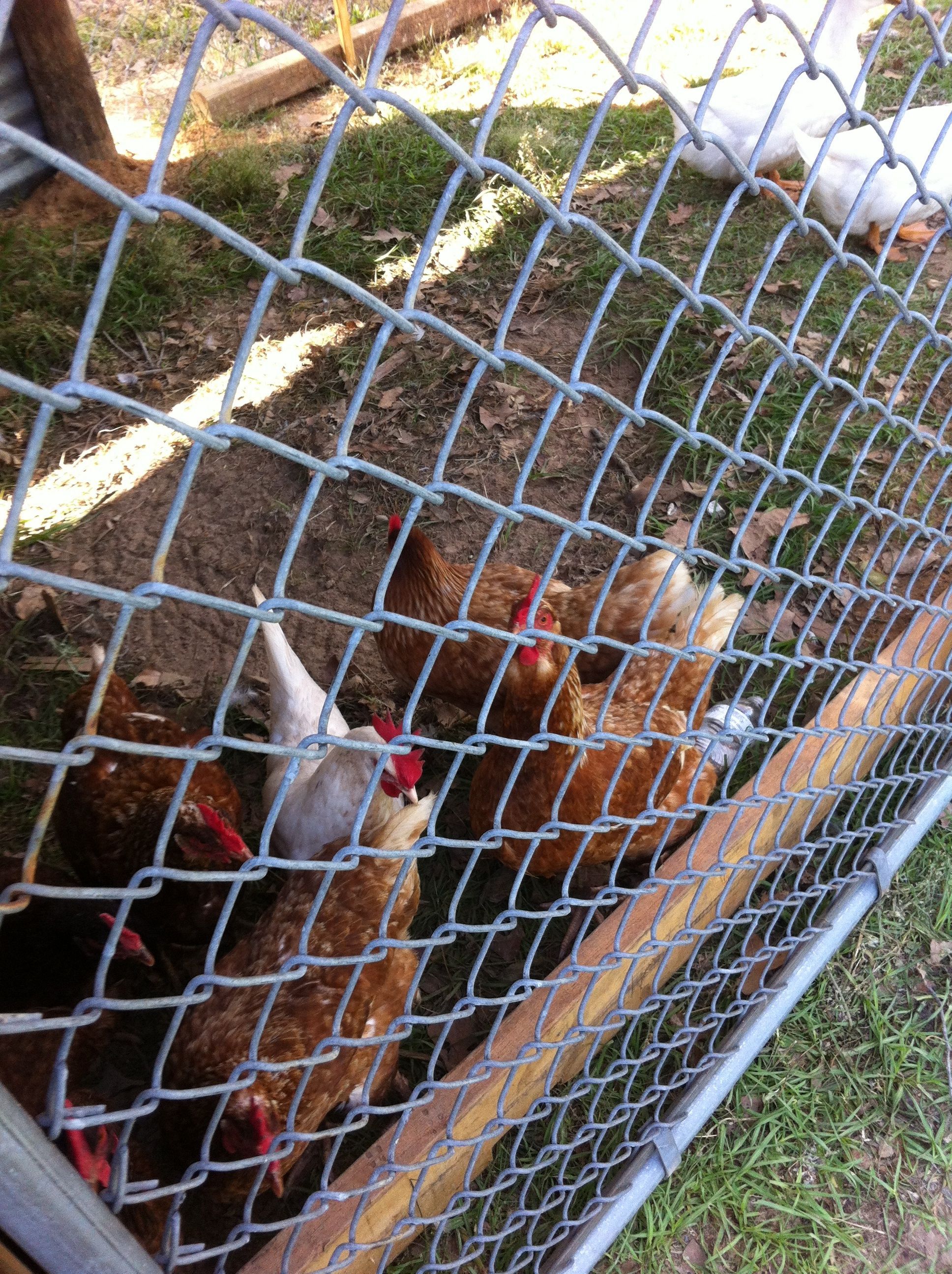 My big hens!!