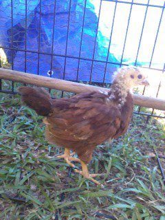 My biggest golden comet. Dare I say He? Was bigger than all the others when I got them seemed as if he was a few days older than the other chicks.
