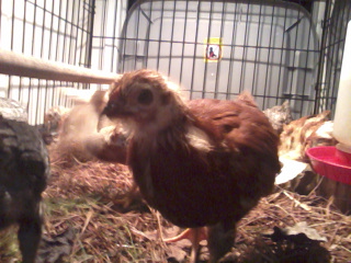 My biggest golden comet...she is such a camera hog :)