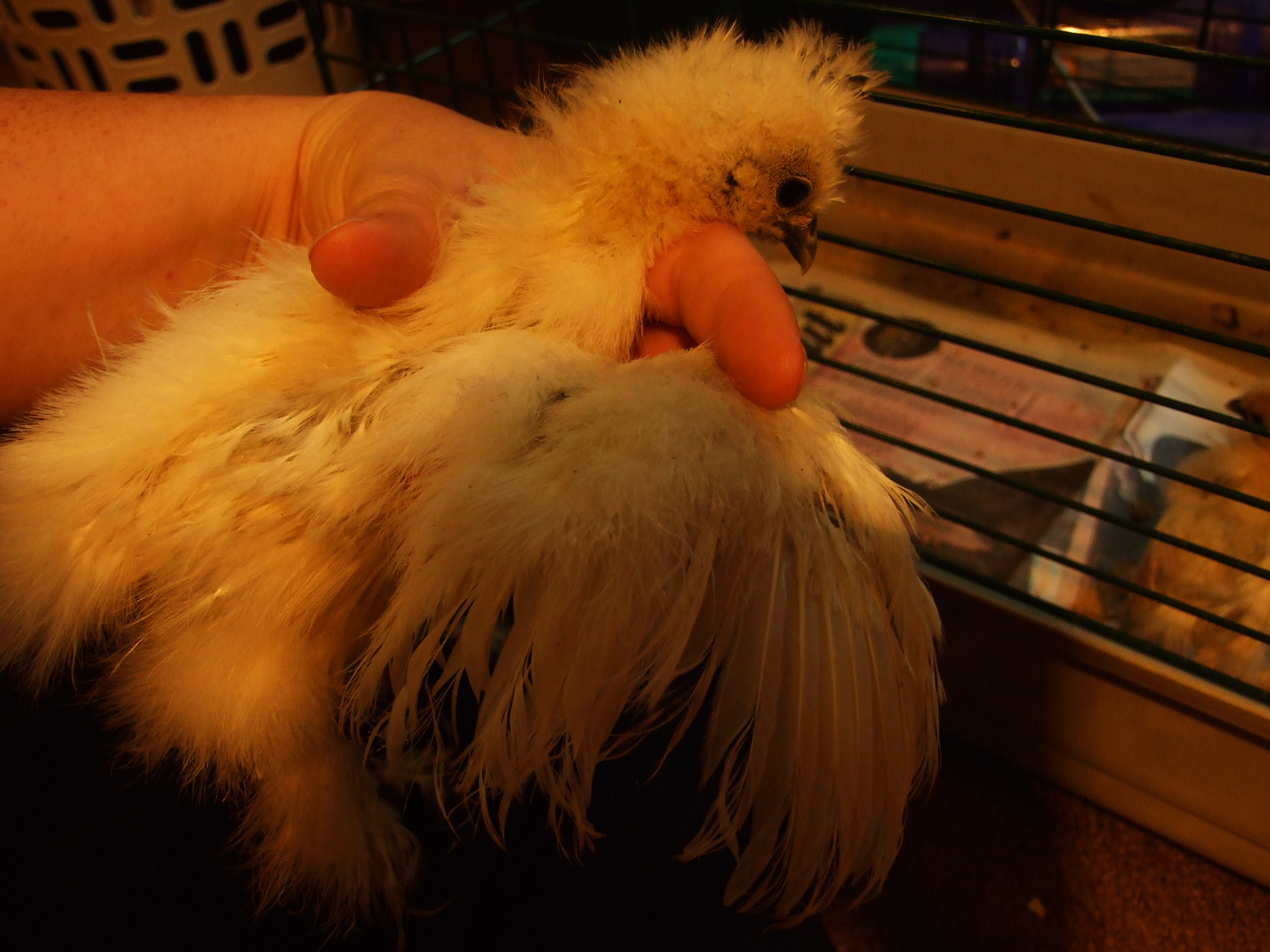 My biggest white, I think it is a roo