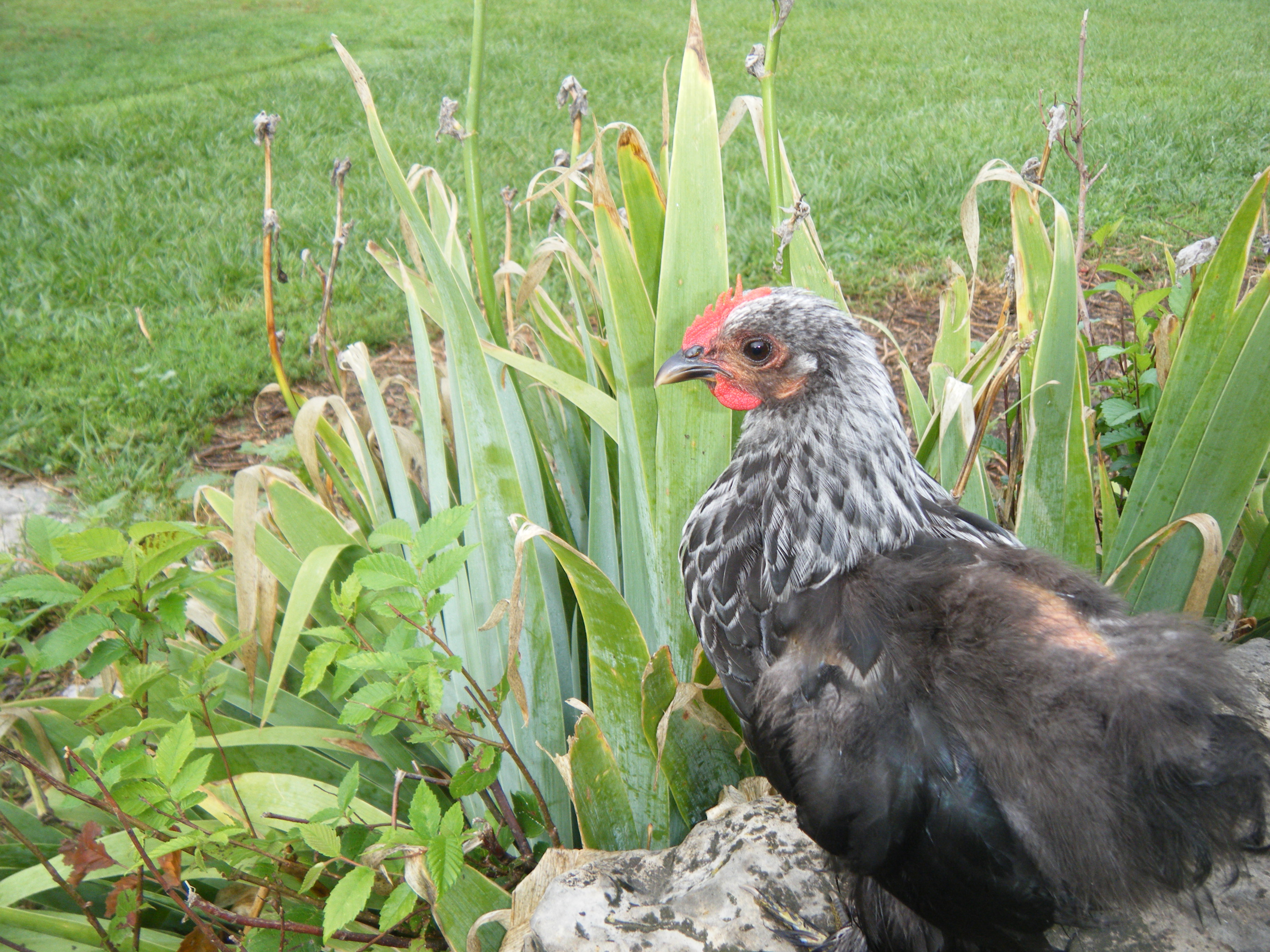 My Birchen Cochin bantam, Pocket, lookin a little beat up.