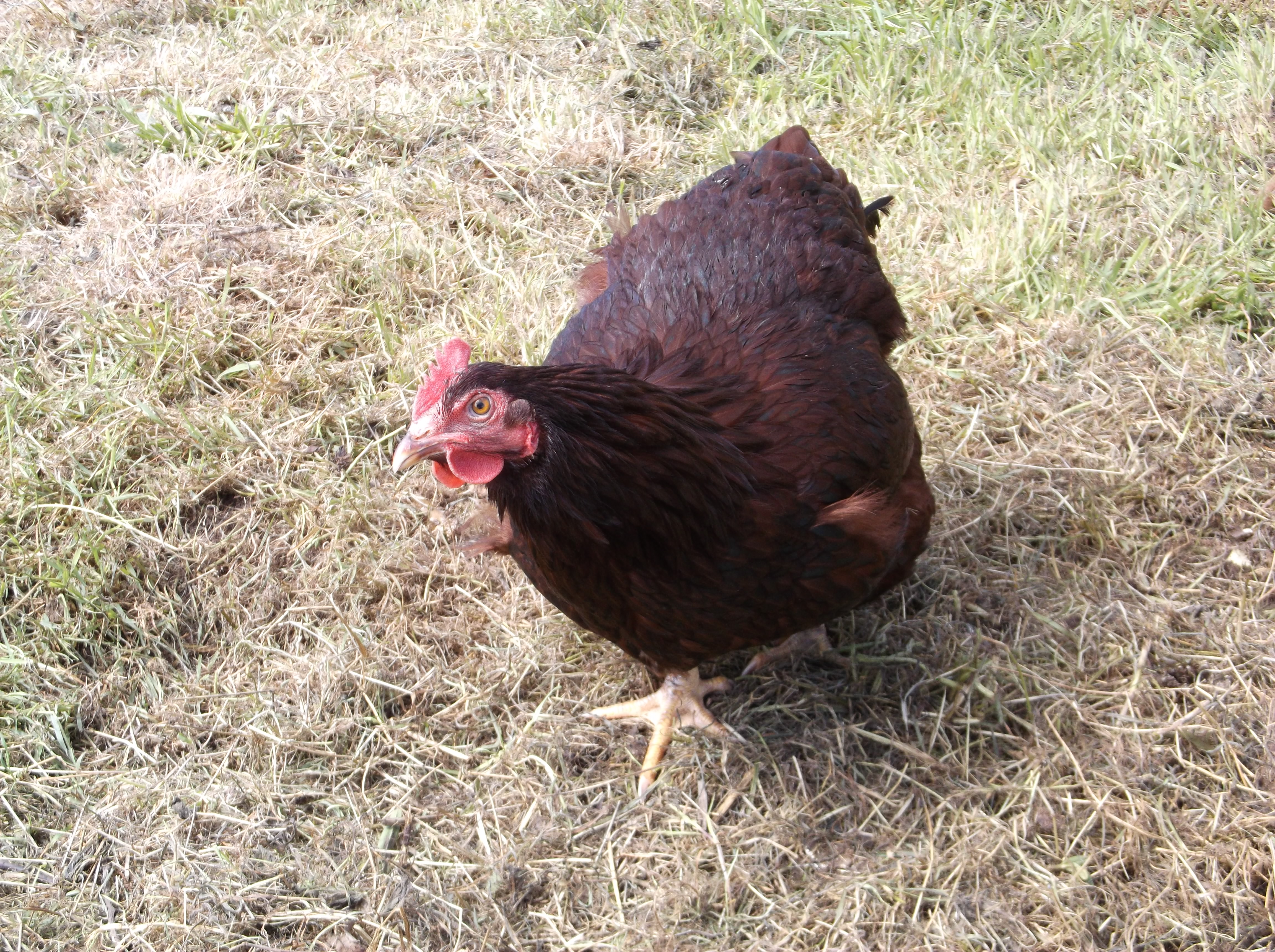 My birds seem to love the camera lol.
