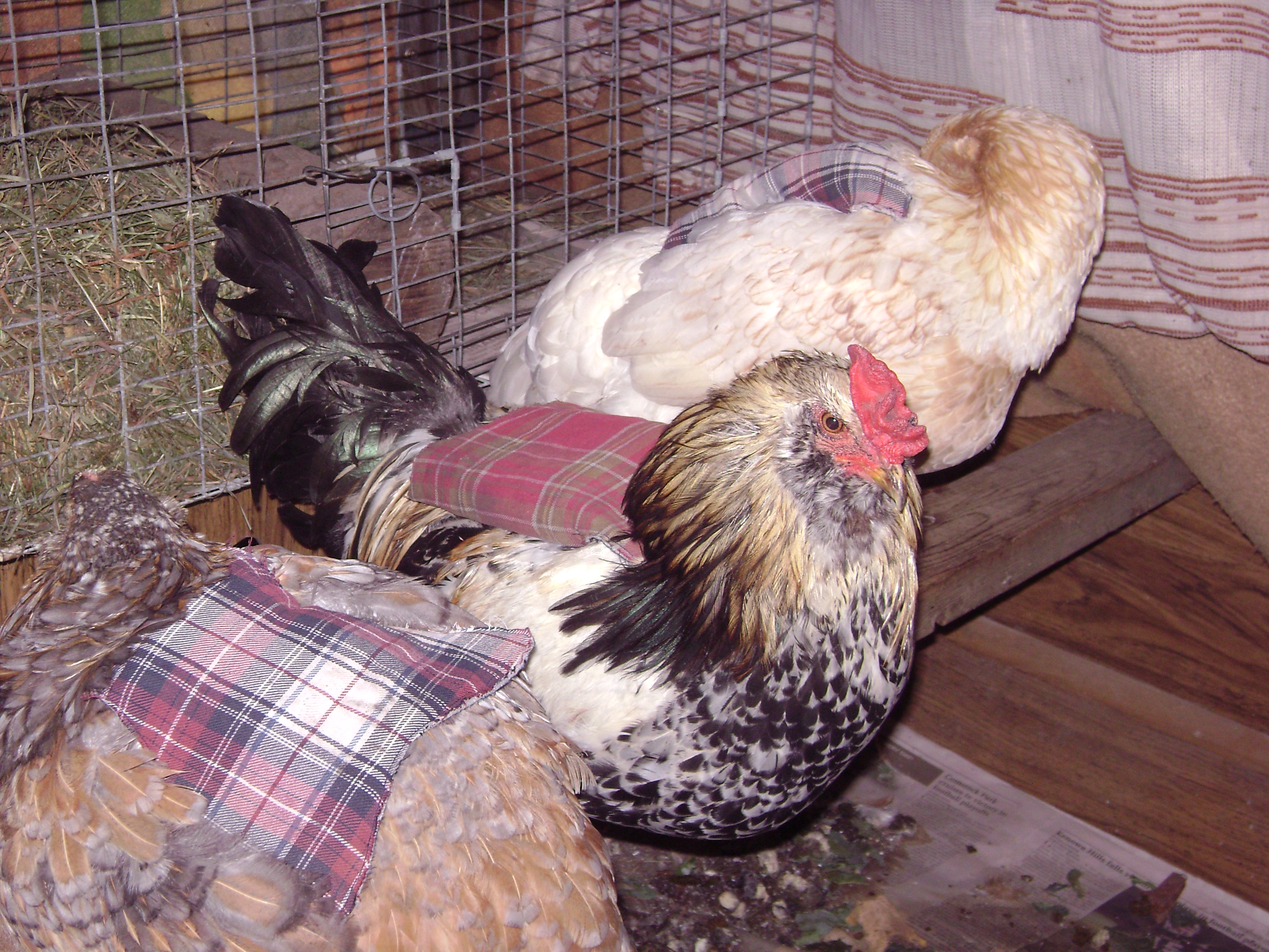 My birds were feeling special with their little flannel saddles/coats i made for them  :D