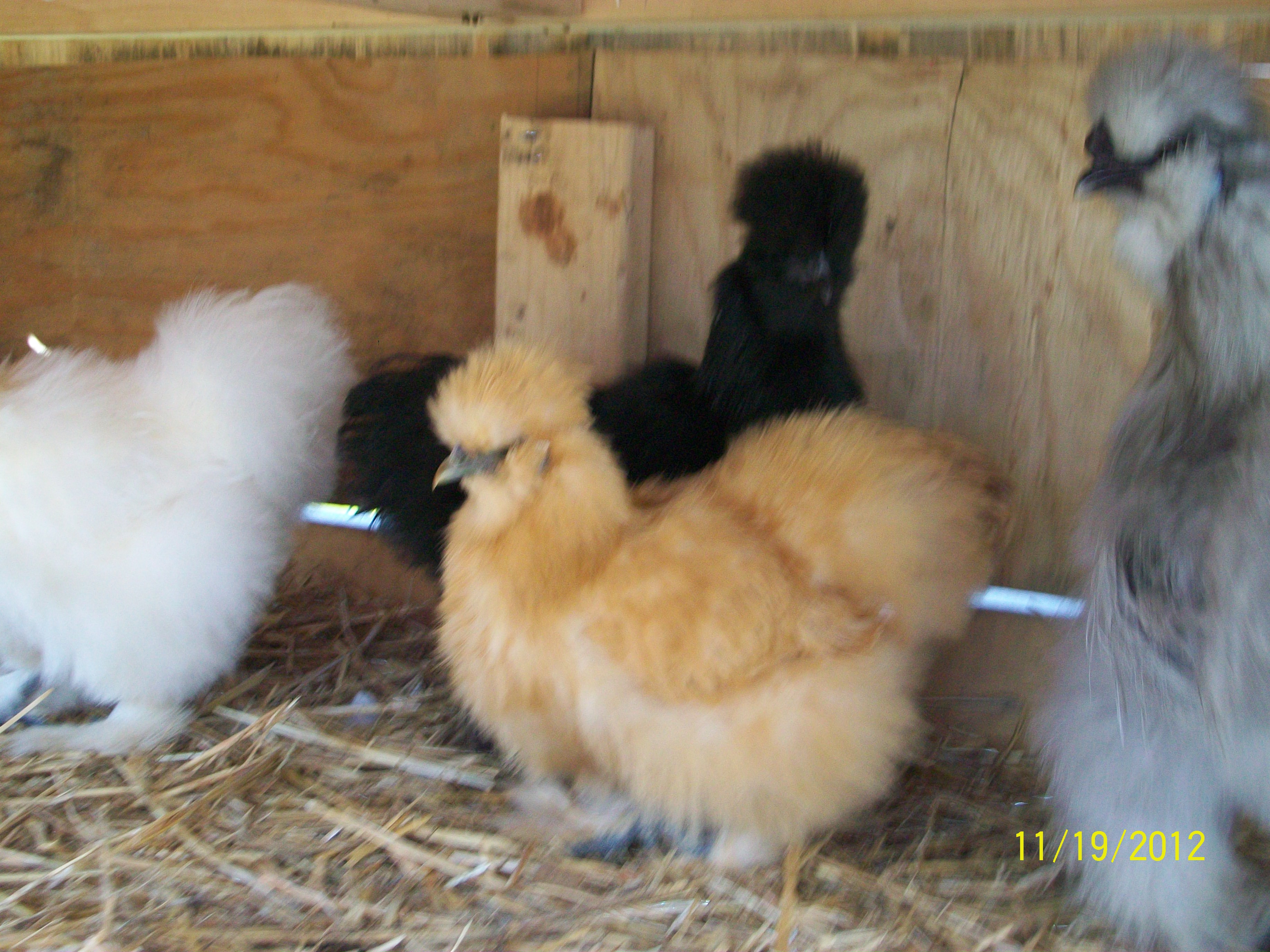 my black and buff silkies