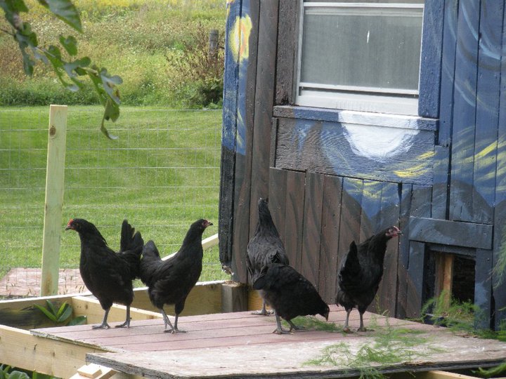 My black australorp's that didn't integrate well into my flock.  We no longer have them, but we sure did learn a lot about integration.  :-)