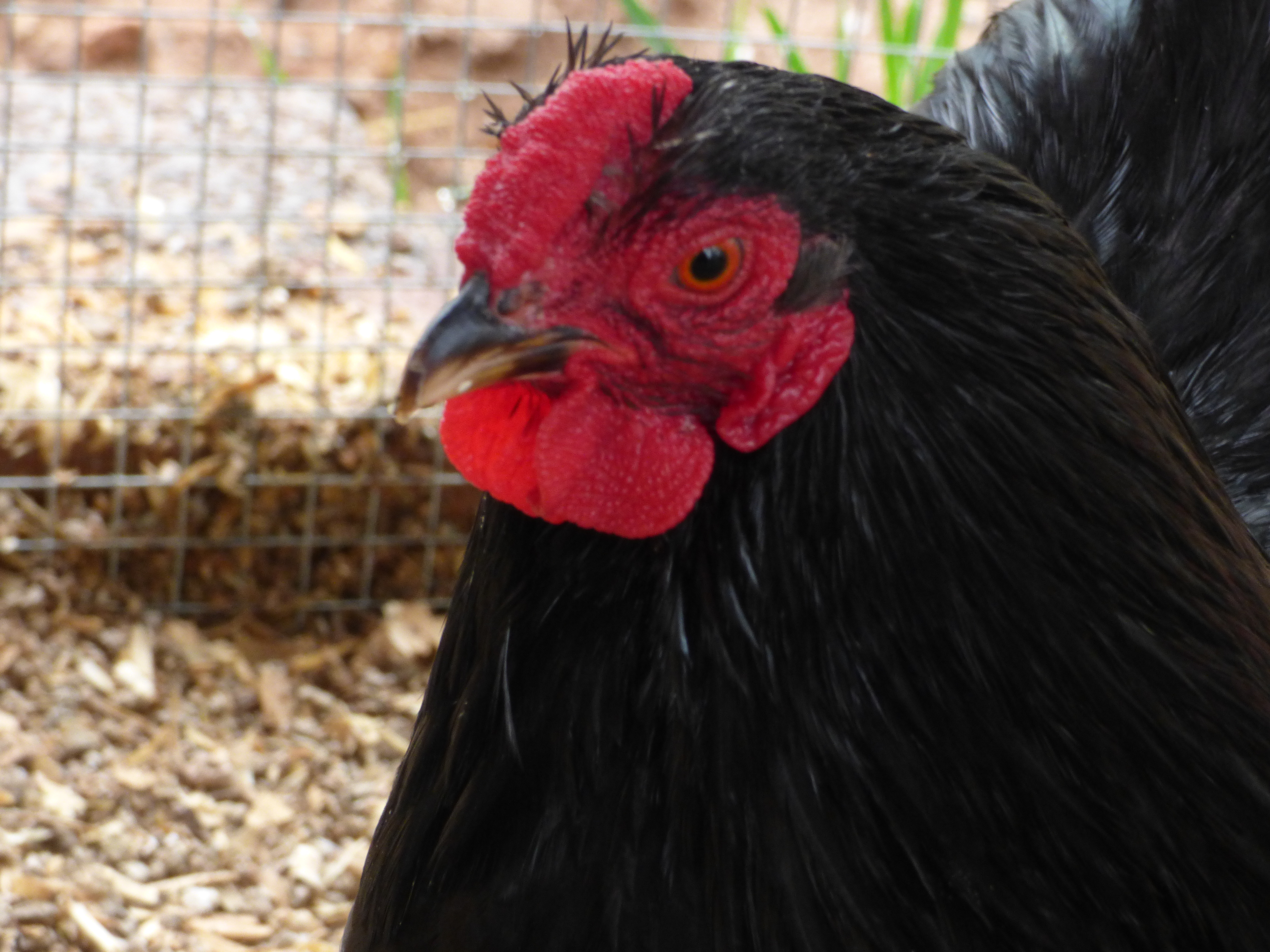 My black bantam Wyandotte roo, Clyde