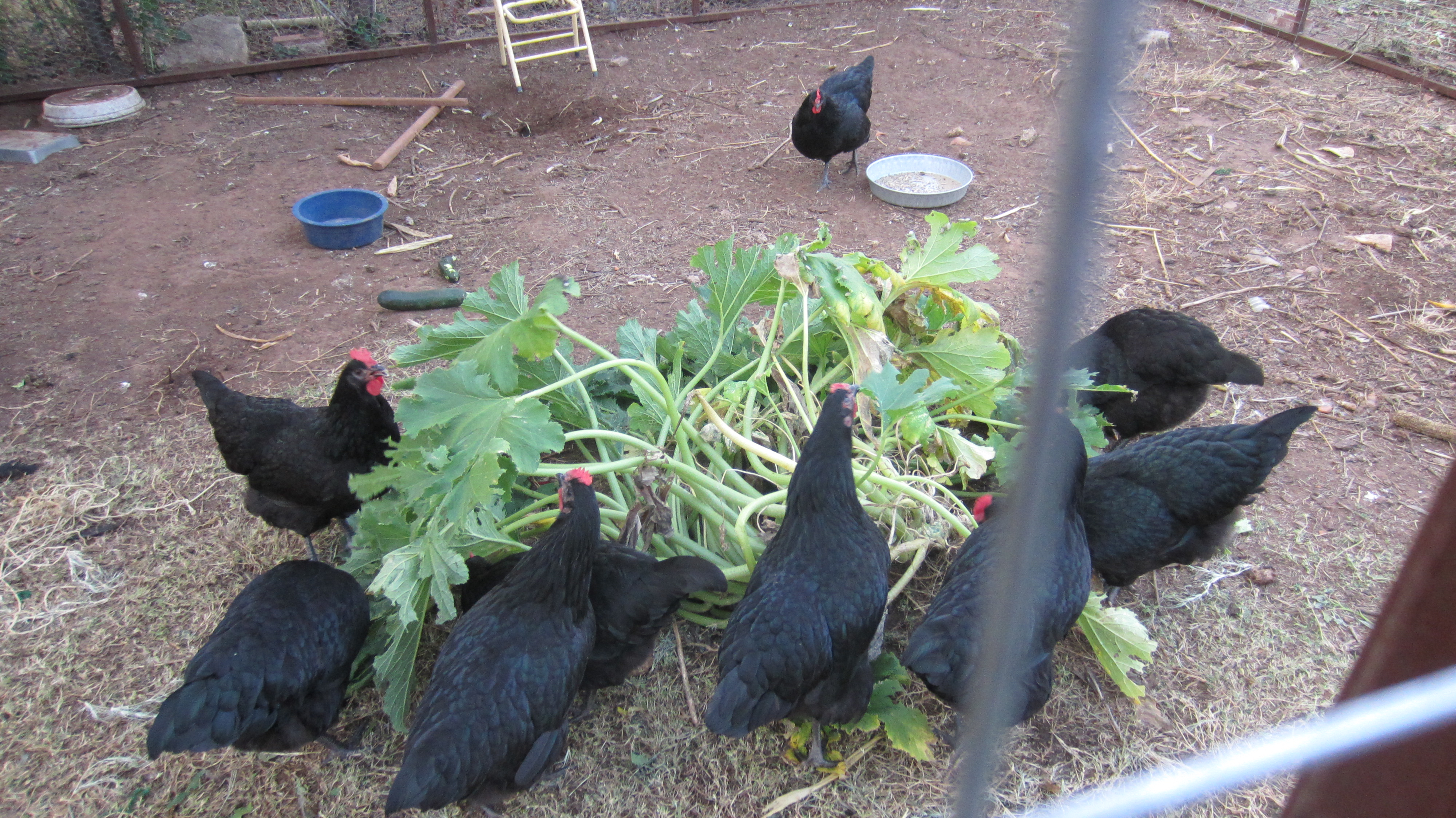 My black beauties~~ 23 weeks old---3eggs a day so far
here they are devouring a squash plant
