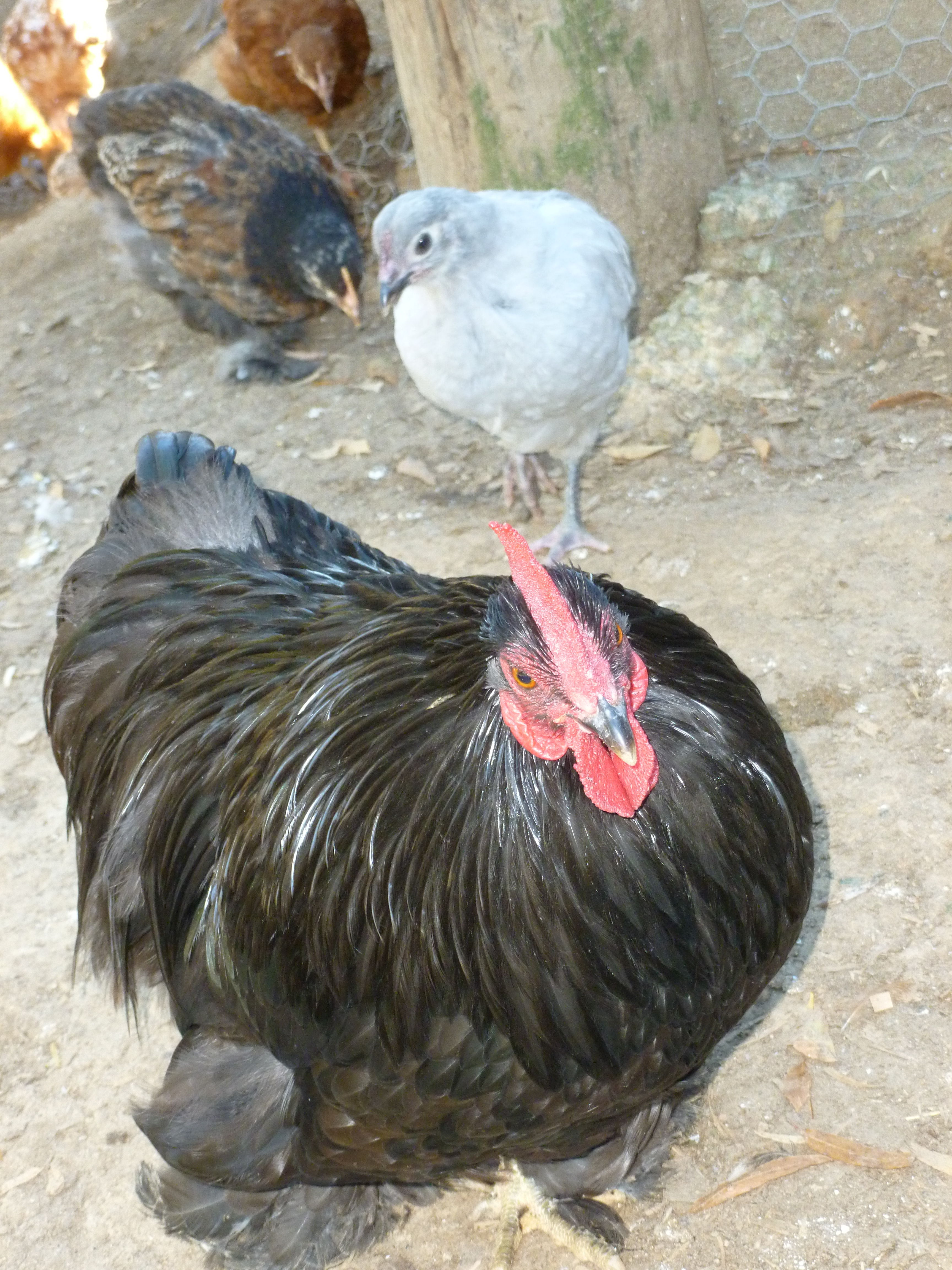 My black cochin bantam roo