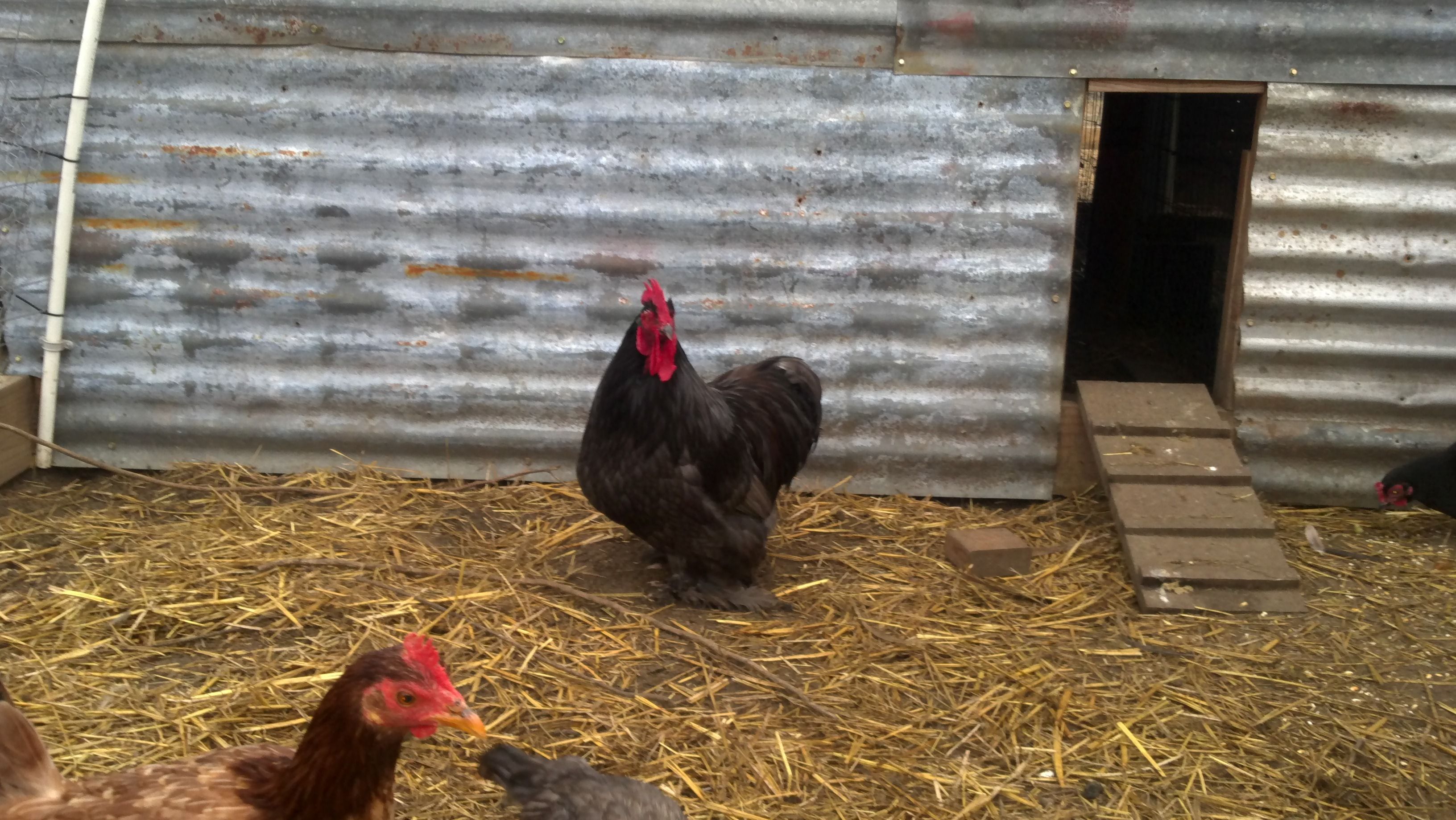 My Black Cochin roo