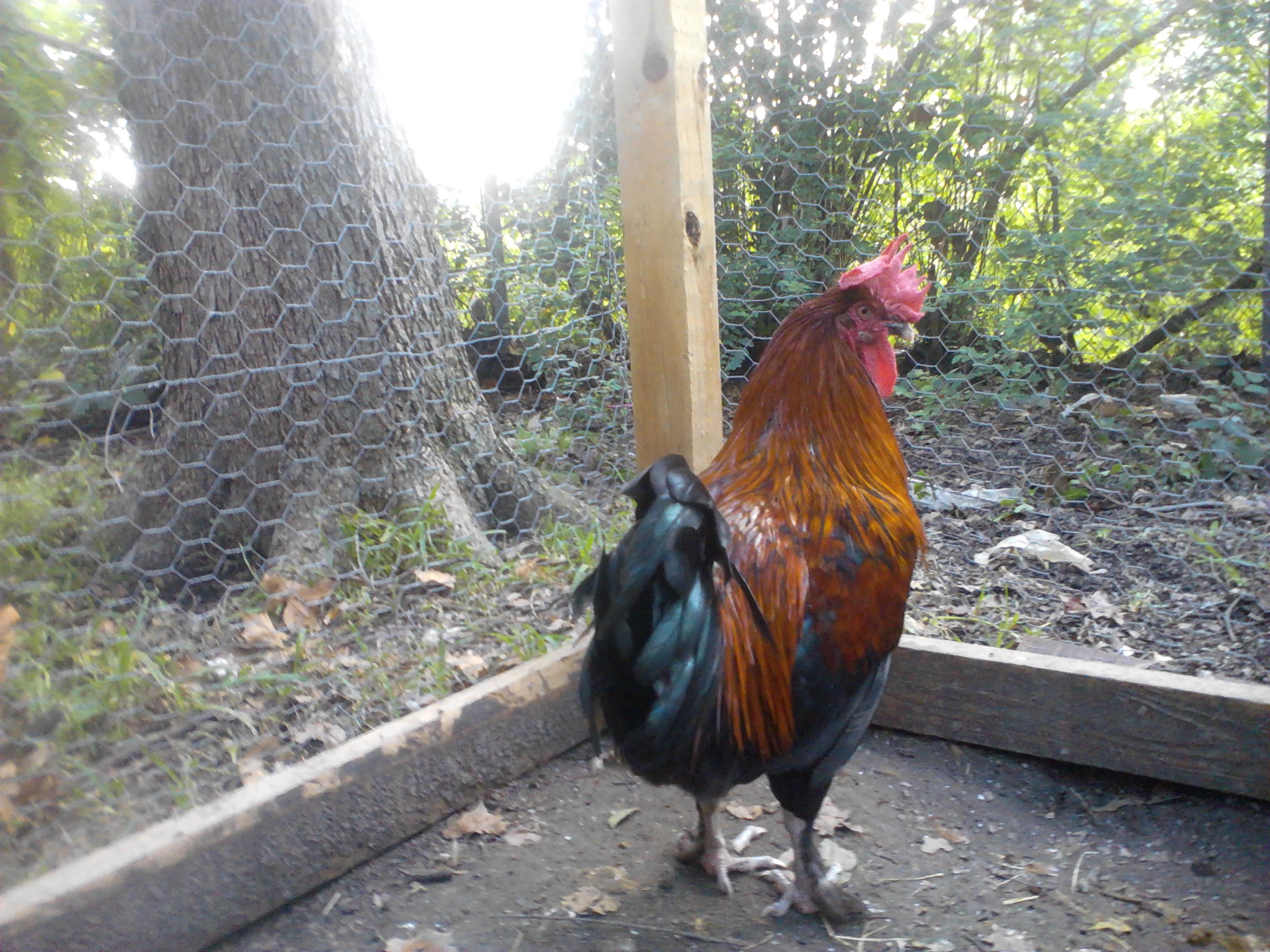 My Black Copper Roo that the neighbors dog killed.