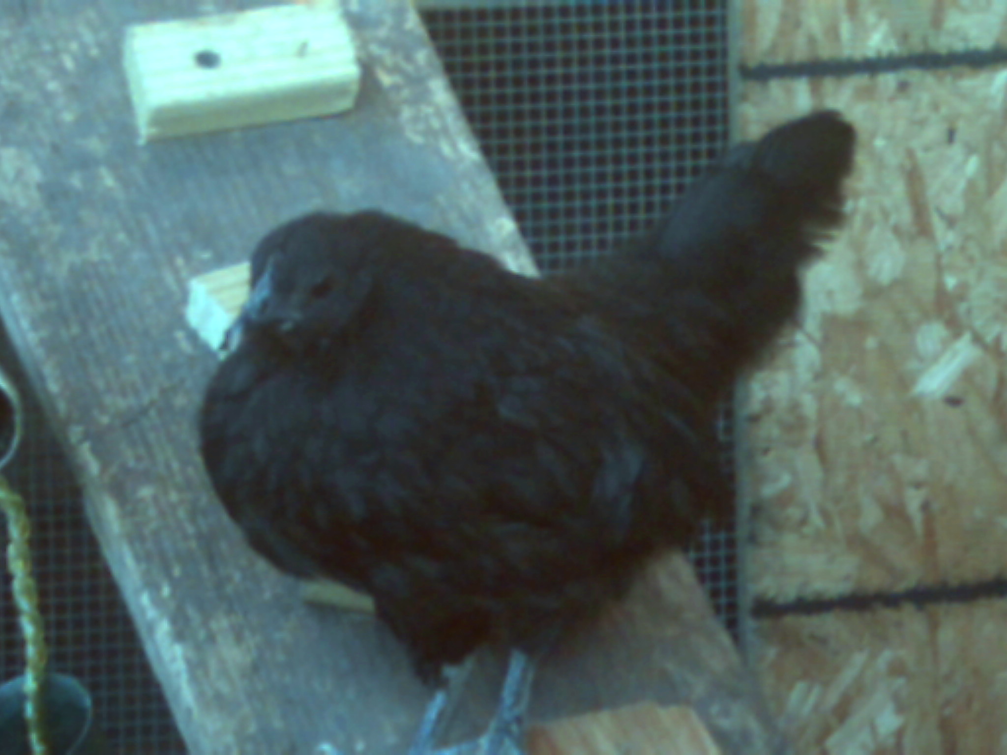 my black hen watson i hope it is at least it sure is acting like a hen