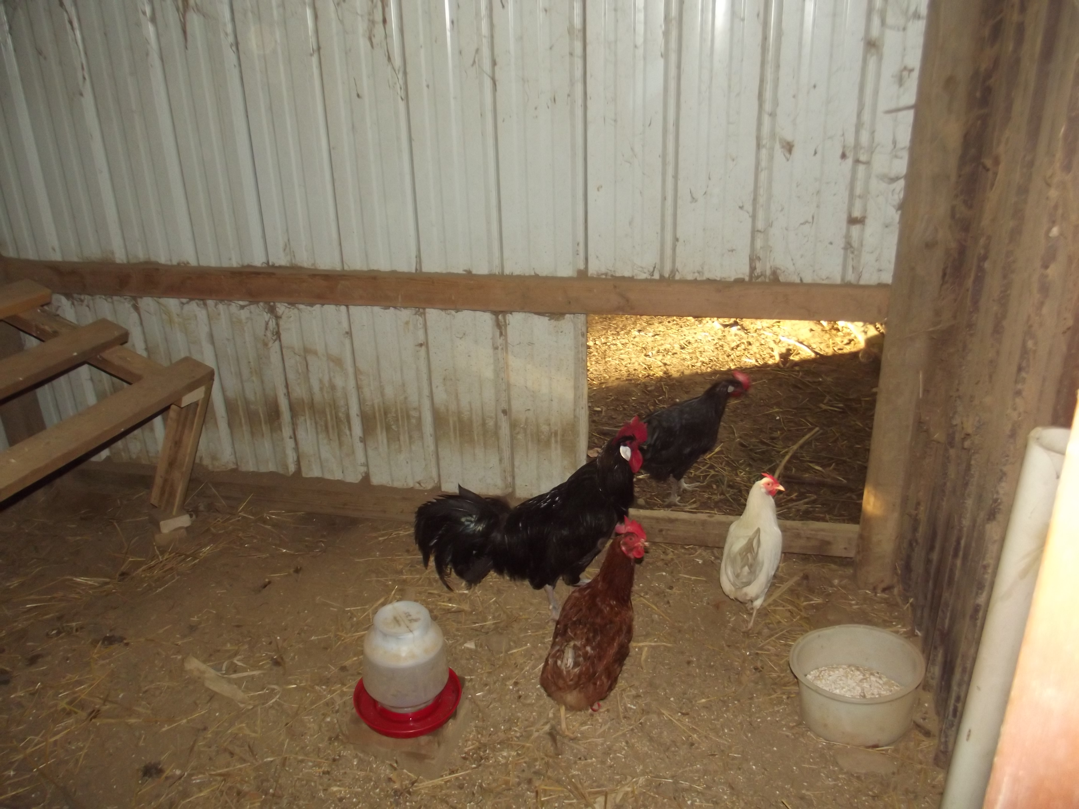 My Black Minorca Rooster