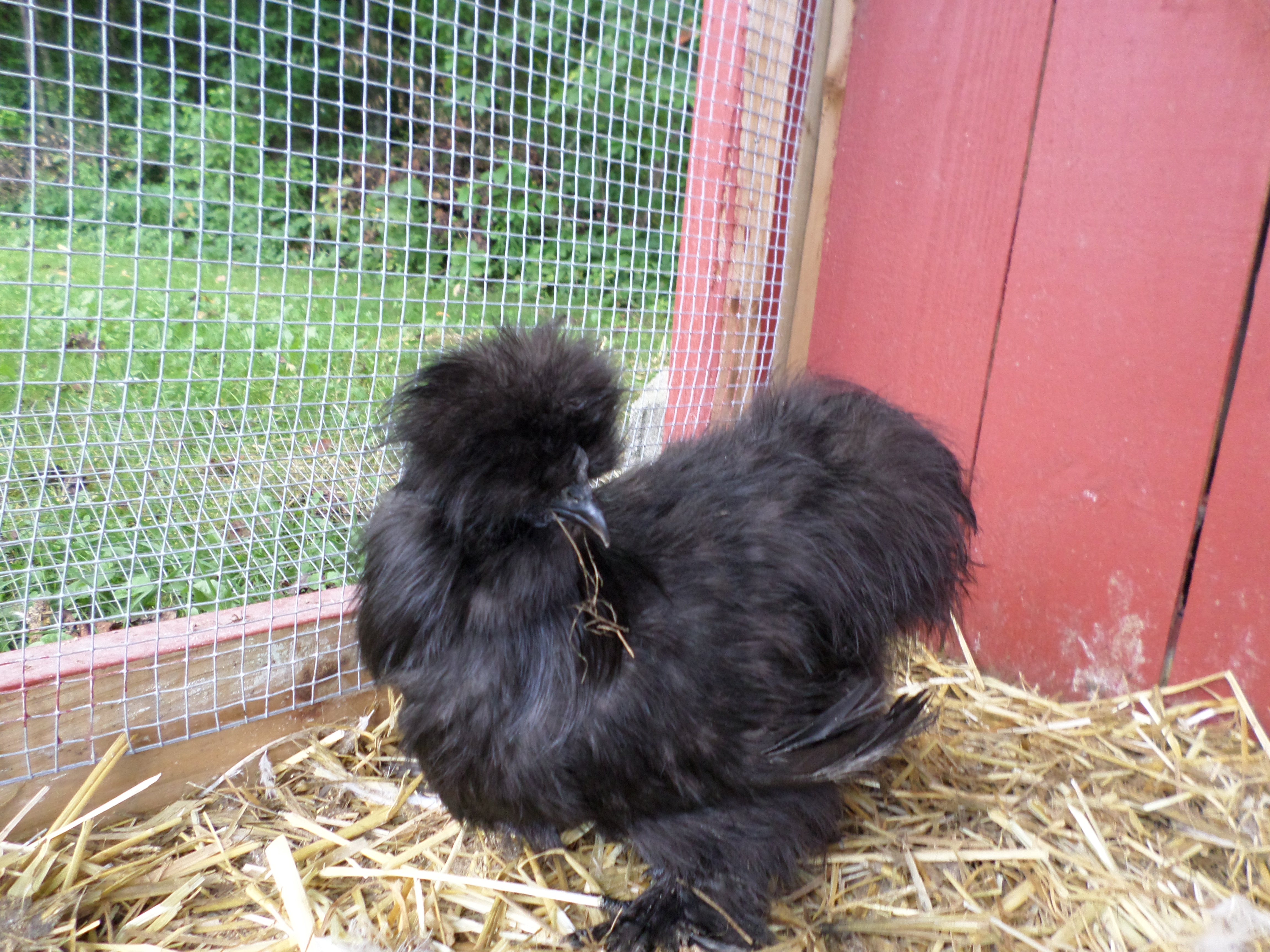 My black Silkie hen - she suffered a leg injury a few weeks after photo was taken, but seems to get around fair.  She's also my main layer.